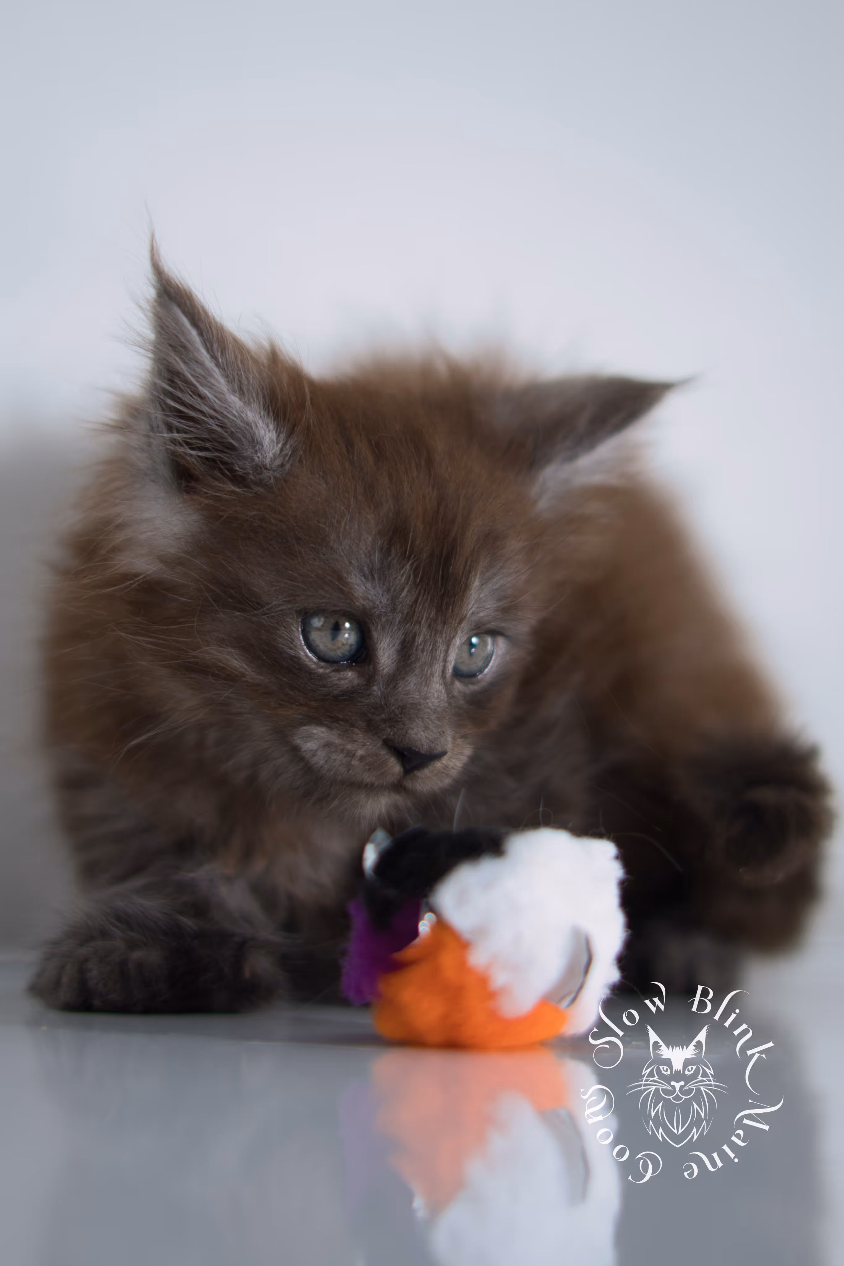 black smoke | maine coon kitten | ems code ns | female | taken dec 2024 | age 5 weeks Black Smoke Maine Coon Kittens > black smoke | maine coon kitten | ems code ns | female | taken dec 2024 | age 5 weeks | idx 01