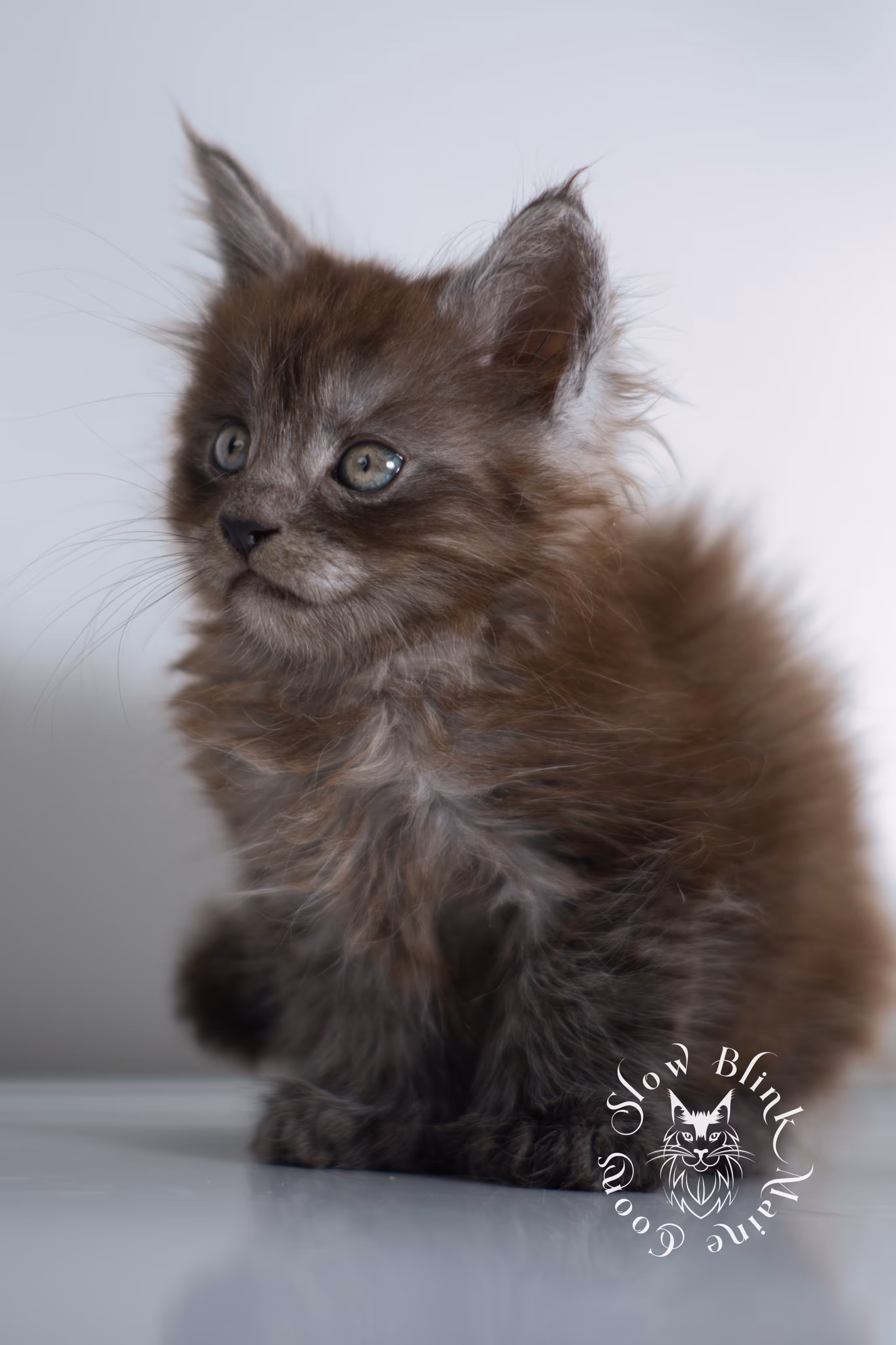 black smoke | maine coon kitten | ems code ns | female | taken dec 2024 | age 5 weeks Black Smoke Maine Coon Kittens > black smoke | maine coon kitten | ems code ns | female | taken dec 2024 | age 5 weeks | idx 02