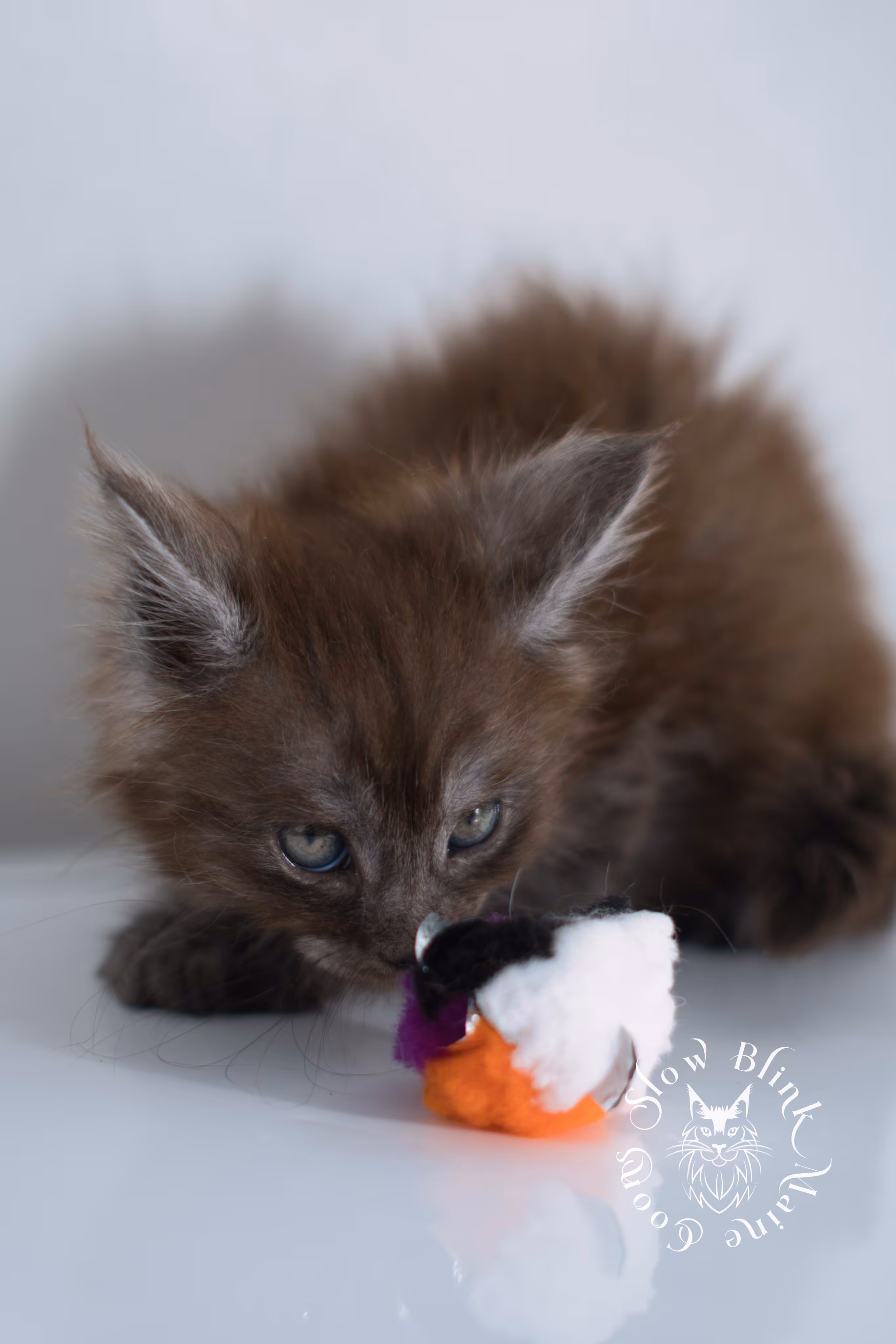 black smoke | maine coon kitten | ems code ns | female | taken dec 2024 | age 5 weeks Black Smoke Maine Coon Kittens > black smoke | maine coon kitten | ems code ns | female | taken dec 2024 | age 5 weeks | idx 03