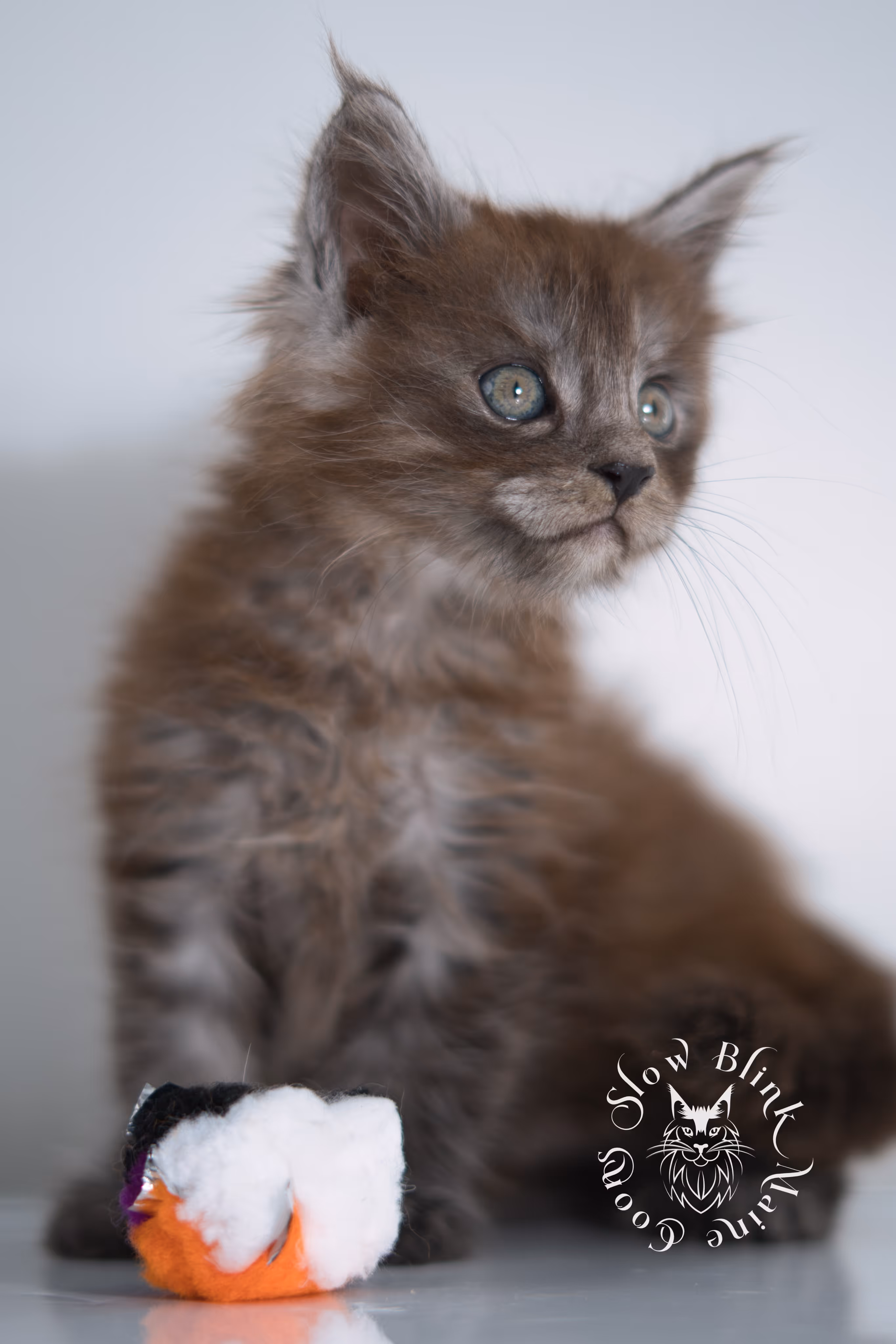 black smoke | maine coon kitten | ems code ns | female | taken dec 2024 | age 5 weeks Black Smoke Maine Coon Kittens > black smoke | maine coon kitten | ems code ns | female | taken dec 2024 | age 5 weeks | idx 04