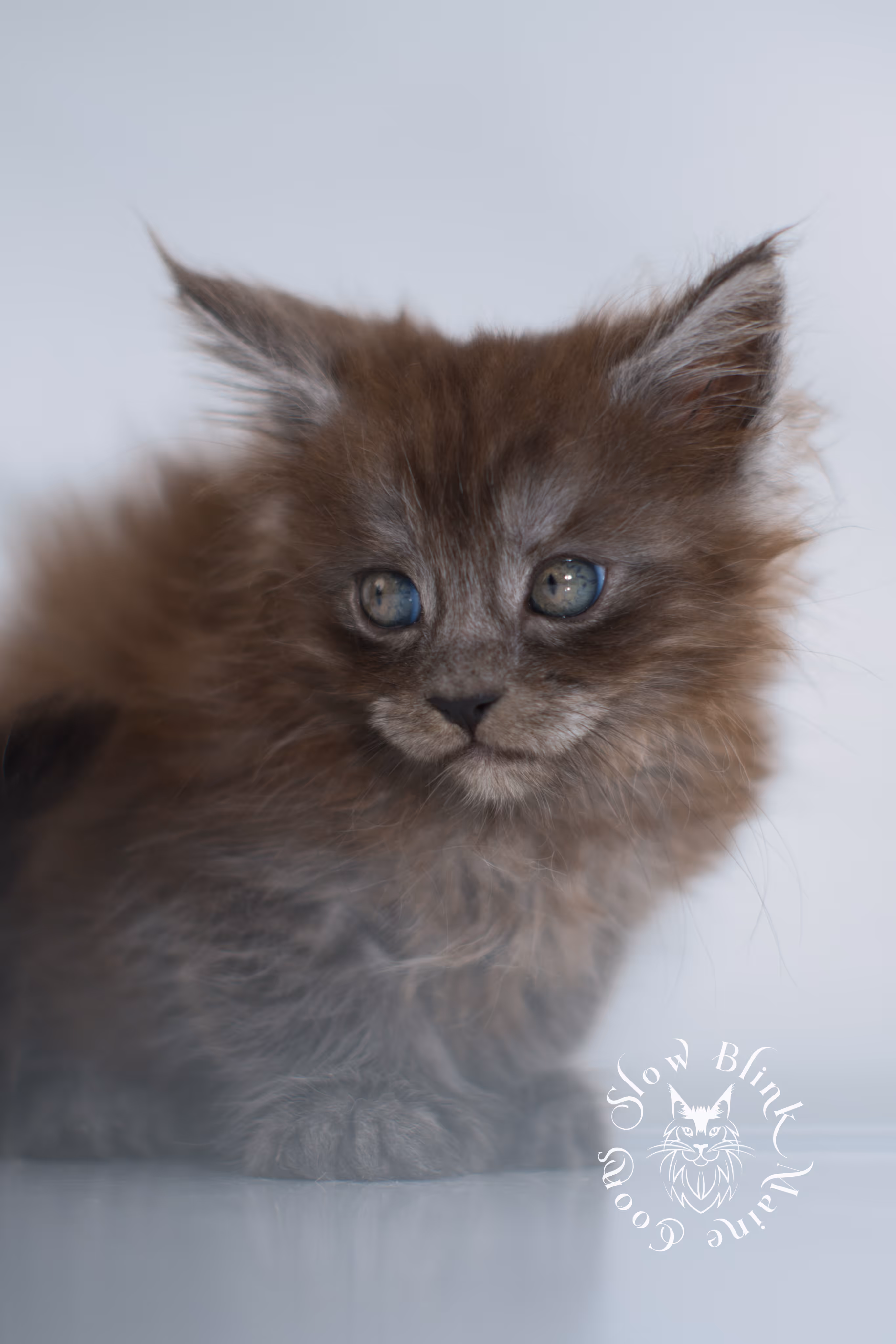 black smoke | maine coon kitten | ems code ns | female | taken dec 2024 | age 5 weeks Black Smoke Maine Coon Kittens > black smoke | maine coon kitten | ems code ns | female | taken dec 2024 | age 5 weeks | idx 05