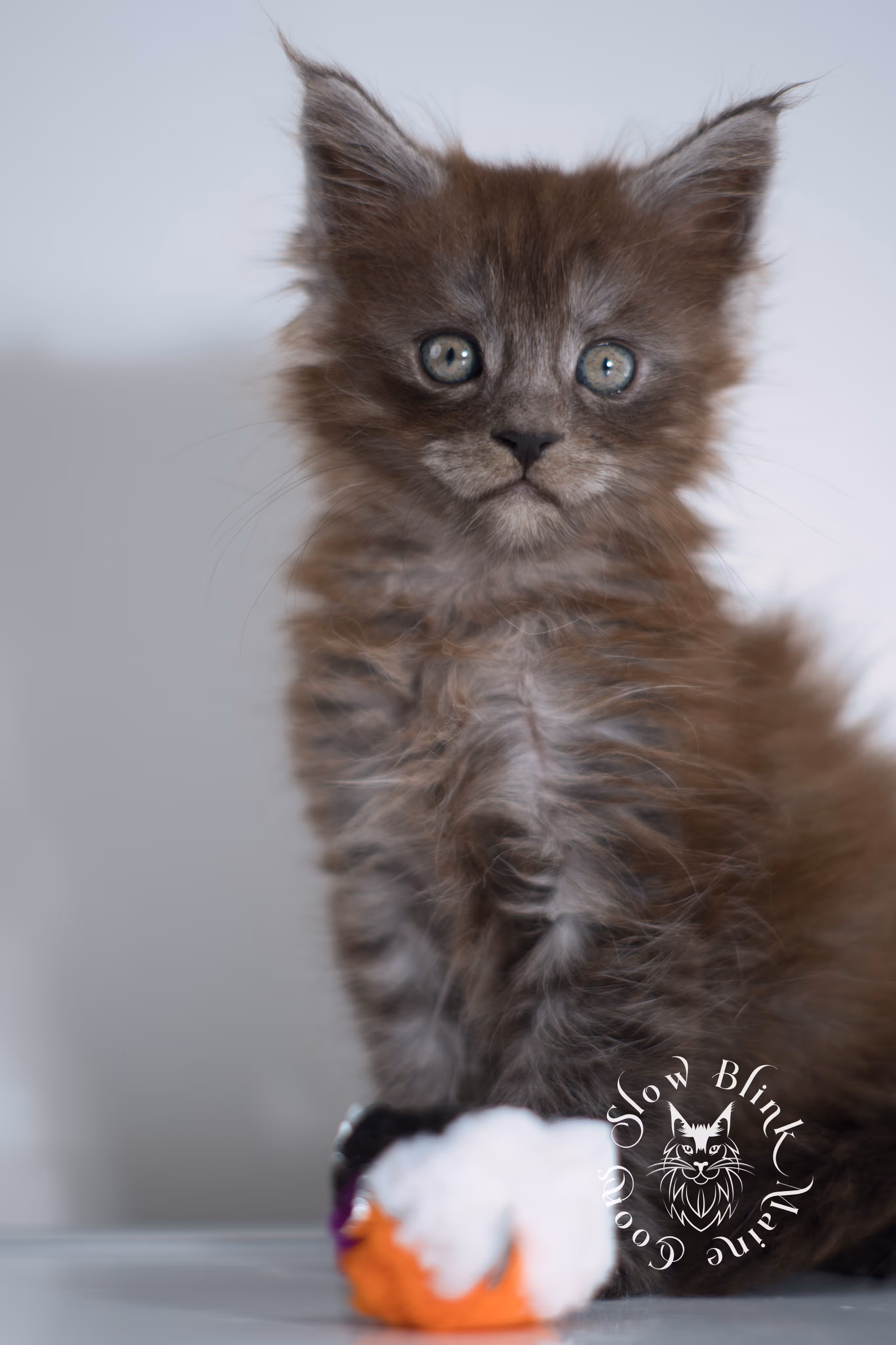 black smoke | maine coon kitten | ems code ns | female | taken dec 2024 | age 5 weeks Black Smoke Maine Coon Kittens > black smoke | maine coon kitten | ems code ns | female | taken dec 2024 | age 5 weeks | idx 07