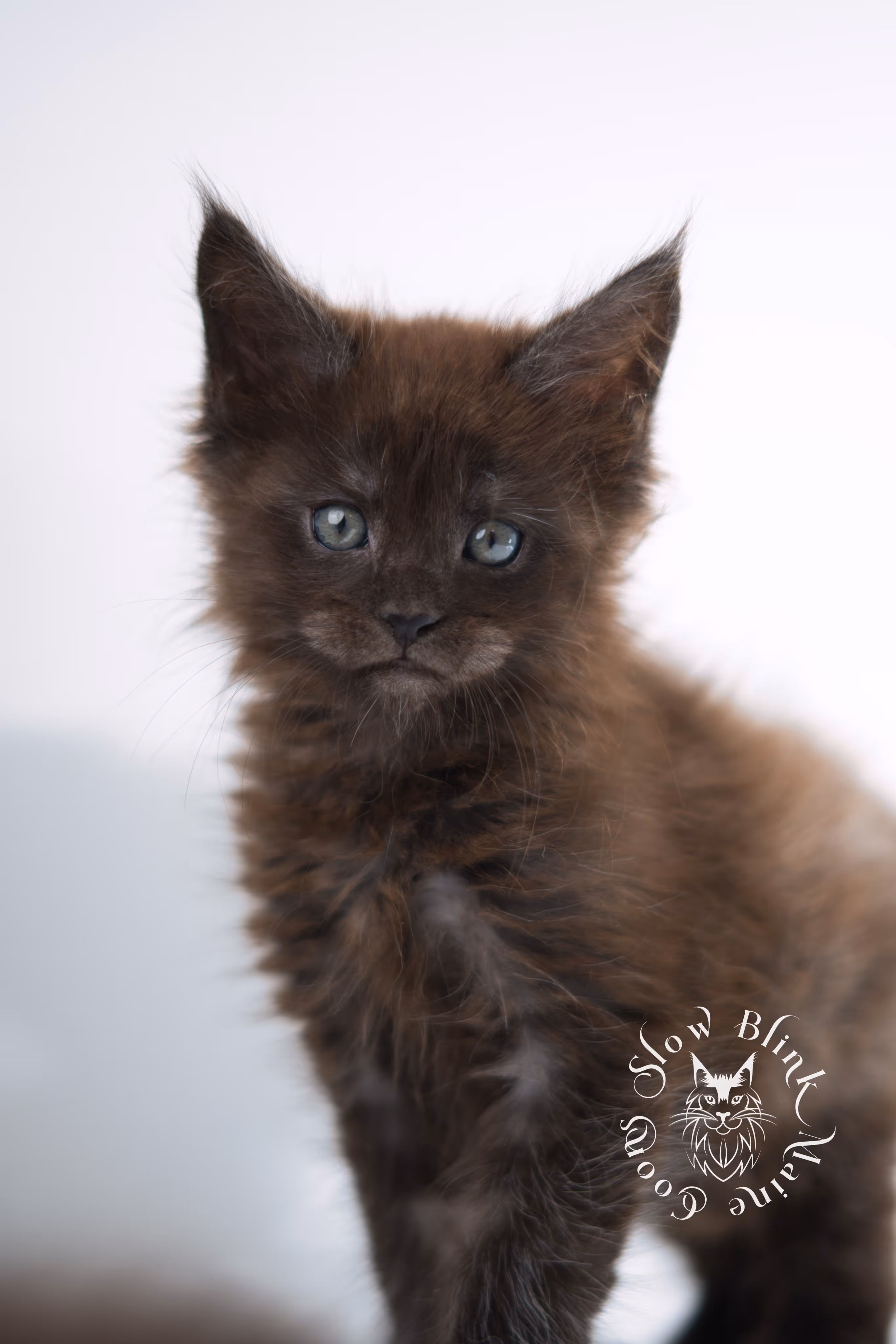 black smoke | maine coon kitten | ems code ns | female | taken dec 2024 | age 5 weeks Black Smoke Maine Coon Kittens > black smoke | maine coon kitten | ems code ns | female | taken dec 2024 | age 5 weeks | idx 08