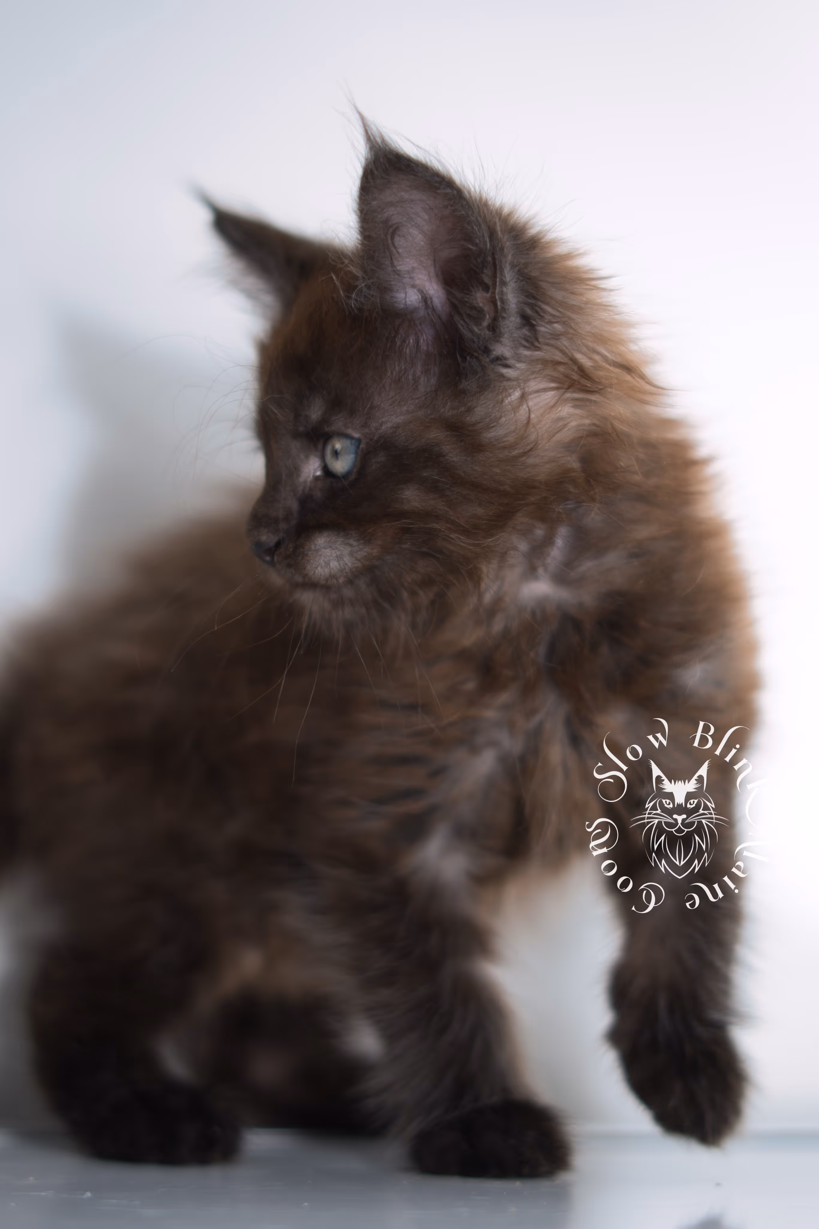 black smoke | maine coon kitten | ems code ns | female | taken dec 2024 | age 5 weeks Black Smoke Maine Coon Kittens > black smoke | maine coon kitten | ems code ns | female | taken dec 2024 | age 5 weeks | idx 09
