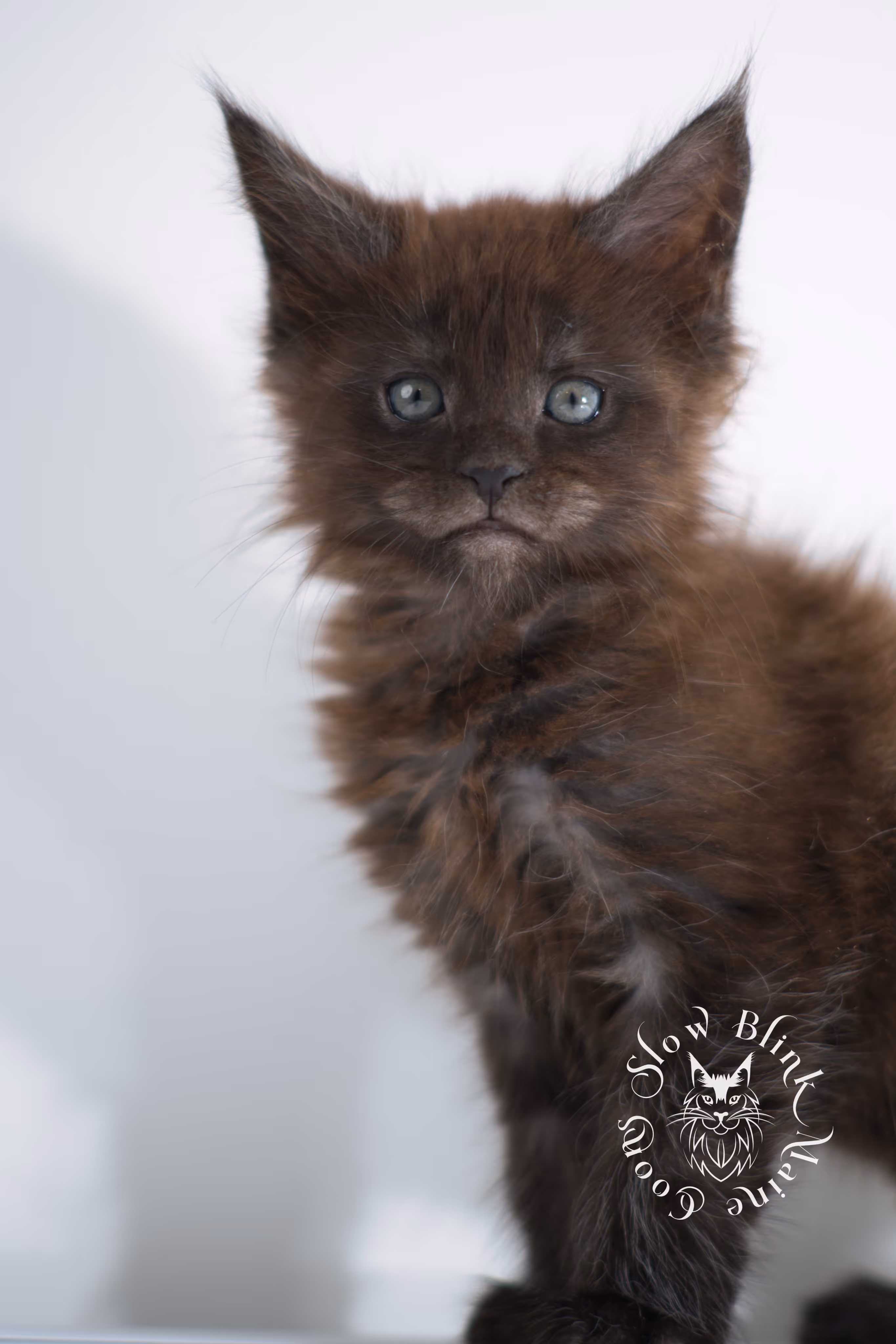 black smoke | maine coon kitten | ems code ns | female | taken dec 2024 | age 5 weeks Black Smoke Maine Coon Kittens > black smoke | maine coon kitten | ems code ns | female | taken dec 2024 | age 5 weeks | idx 10