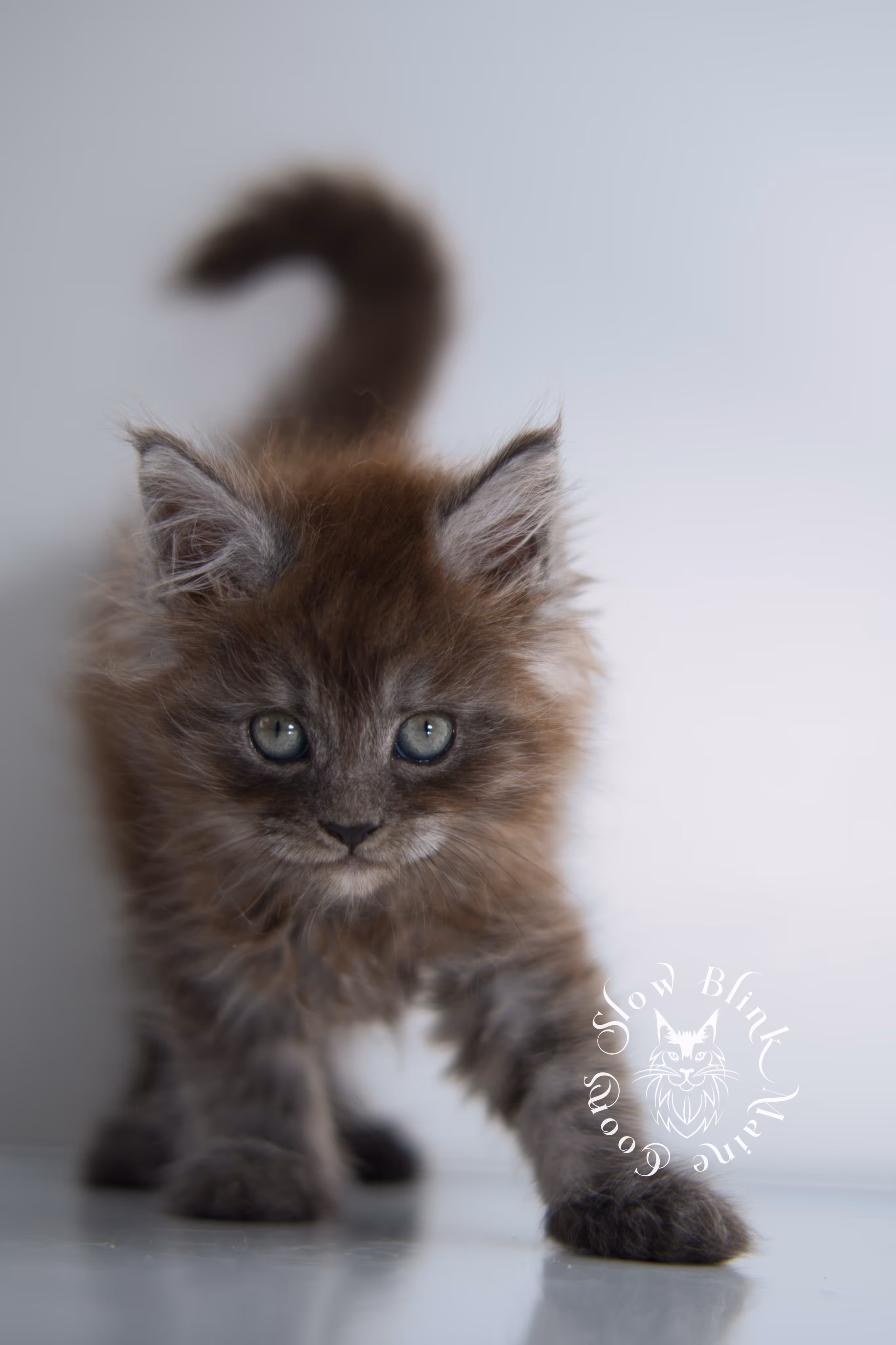 black smoke | maine coon kitten | ems code ns | female | taken dec 2024 | age 5 weeks Black Smoke Maine Coon Kittens > black smoke | maine coon kitten | ems code ns | female | taken dec 2024 | age 5 weeks | idx 11