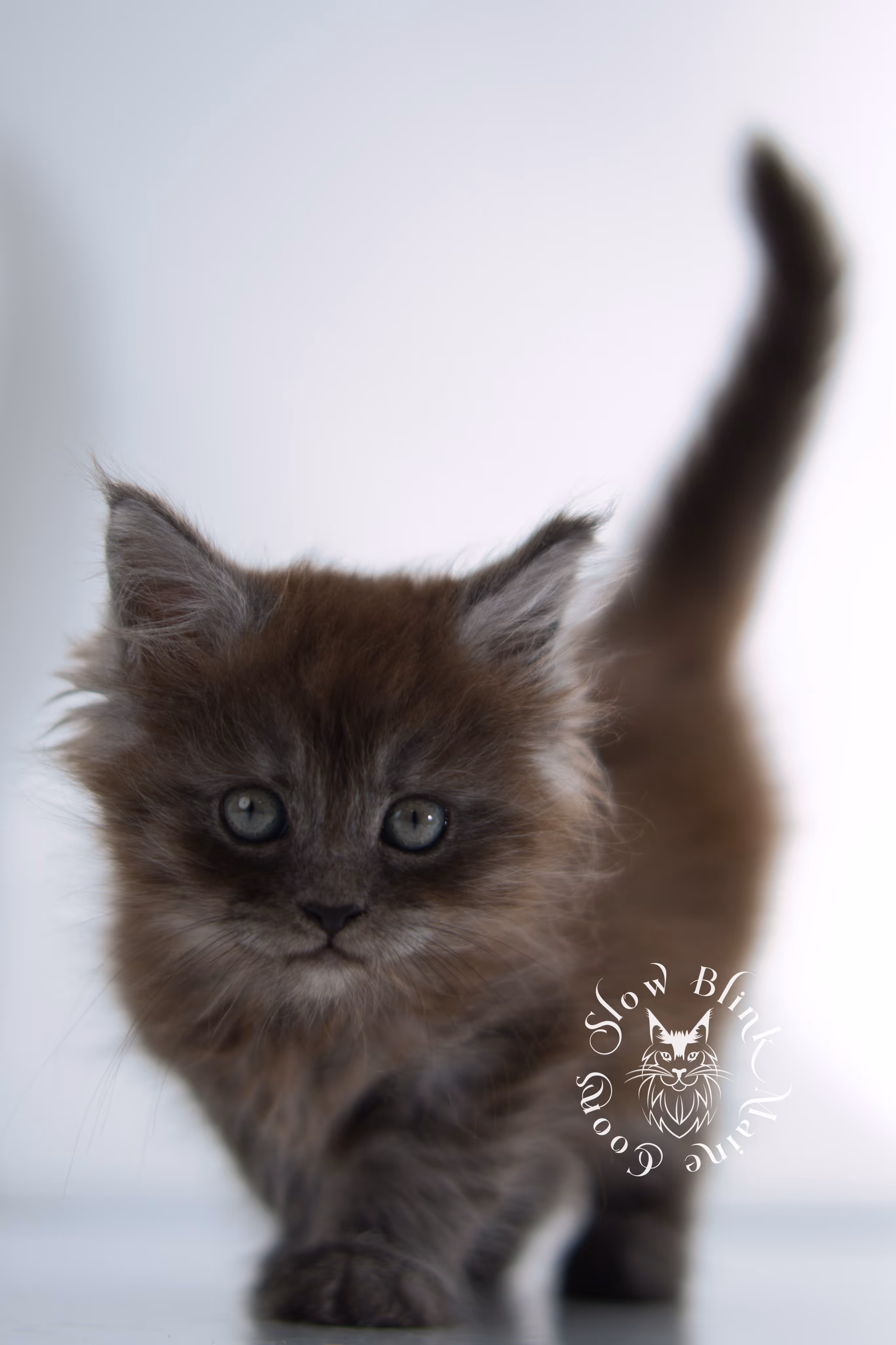black smoke | maine coon kitten | ems code ns | female | taken dec 2024 | age 5 weeks Black Smoke Maine Coon Kittens > black smoke | maine coon kitten | ems code ns | female | taken dec 2024 | age 5 weeks | idx 12