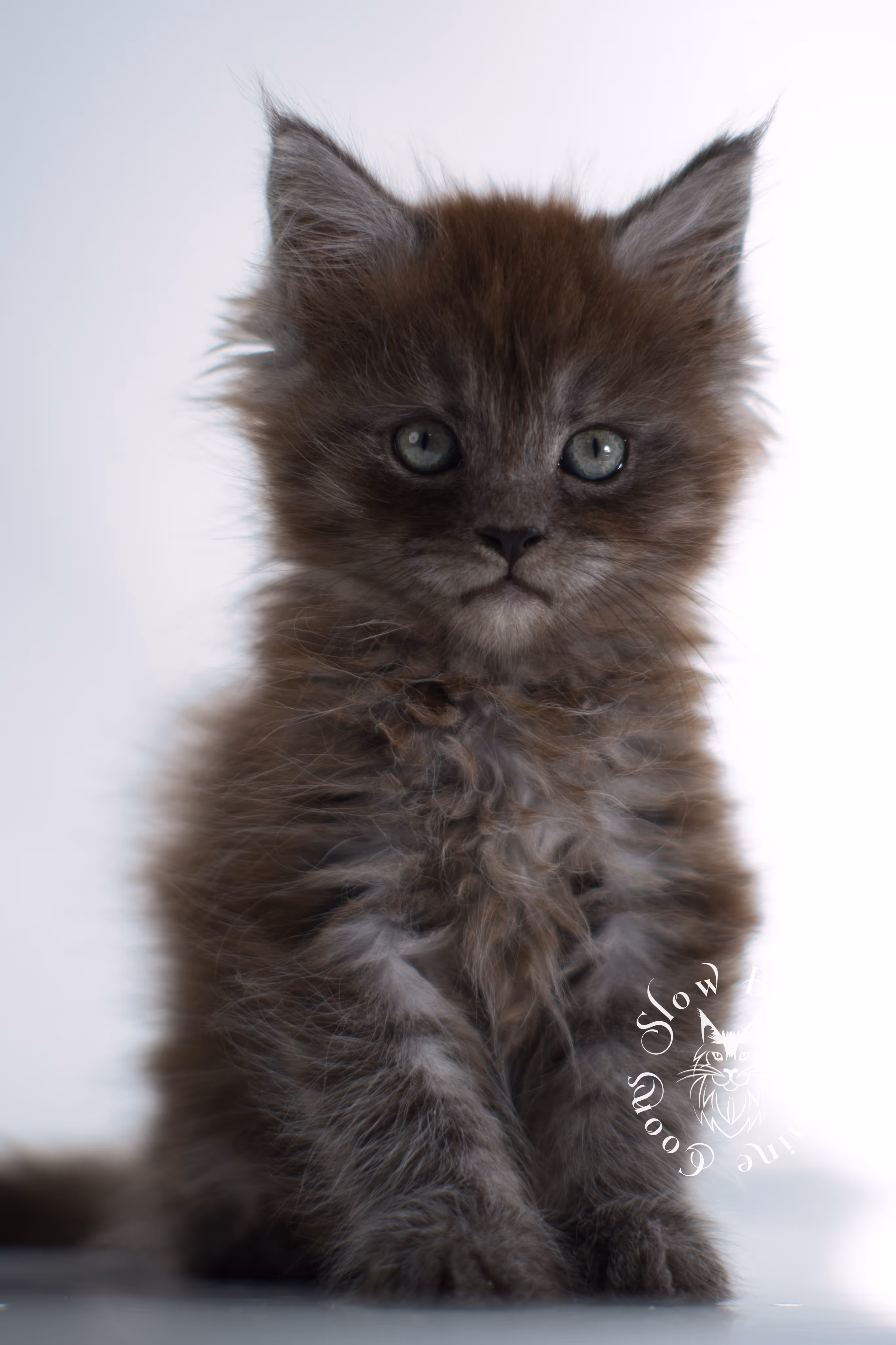 black smoke | maine coon kitten | ems code ns | female | taken dec 2024 | age 5 weeks Black Smoke Maine Coon Kittens > black smoke | maine coon kitten | ems code ns | female | taken dec 2024 | age 5 weeks | idx 13