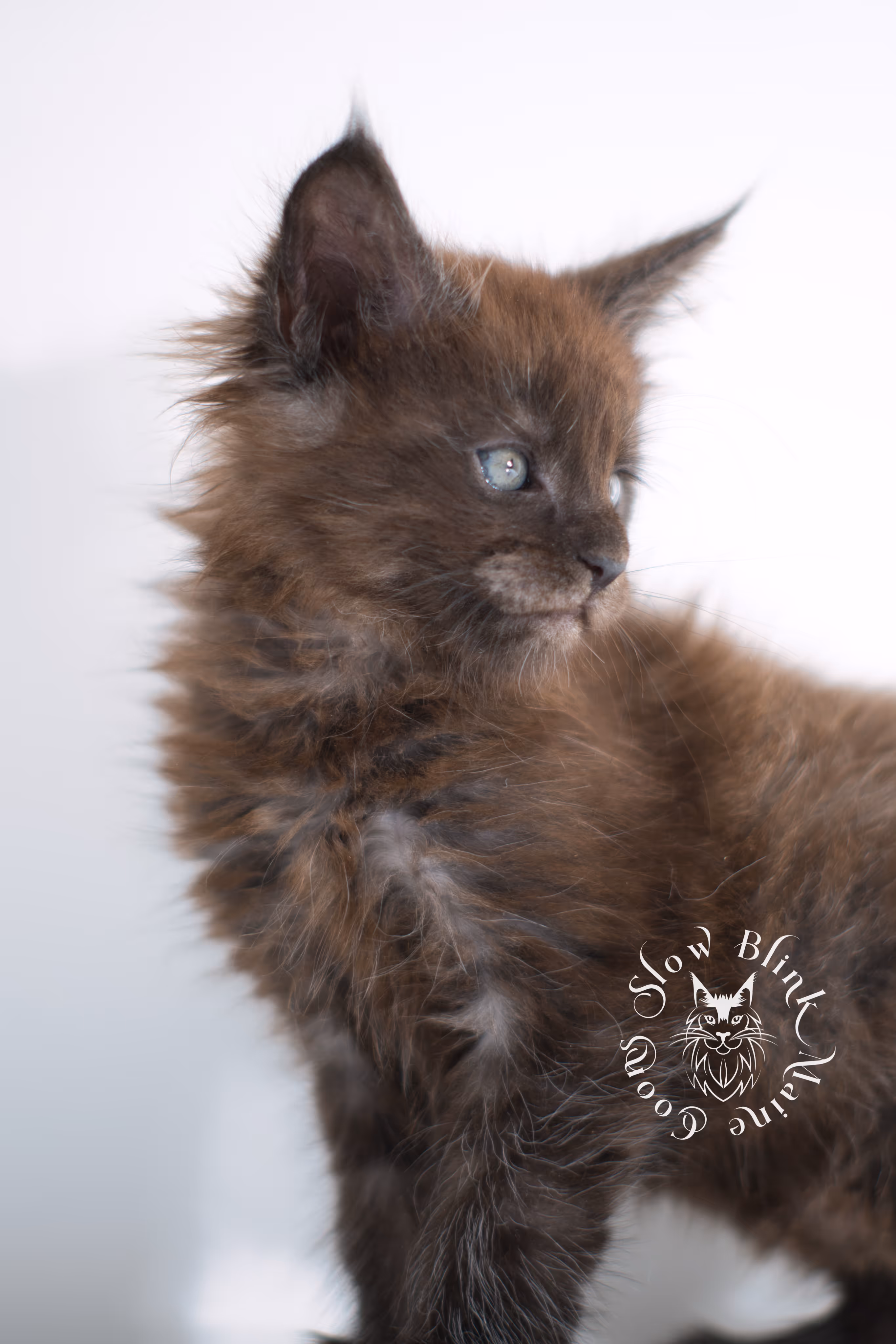 black smoke | maine coon kitten | ems code ns | female | taken dec 2024 | age 5 weeks Black Smoke Maine Coon Kittens > black smoke | maine coon kitten | ems code ns | female | taken dec 2024 | age 5 weeks | idx 14