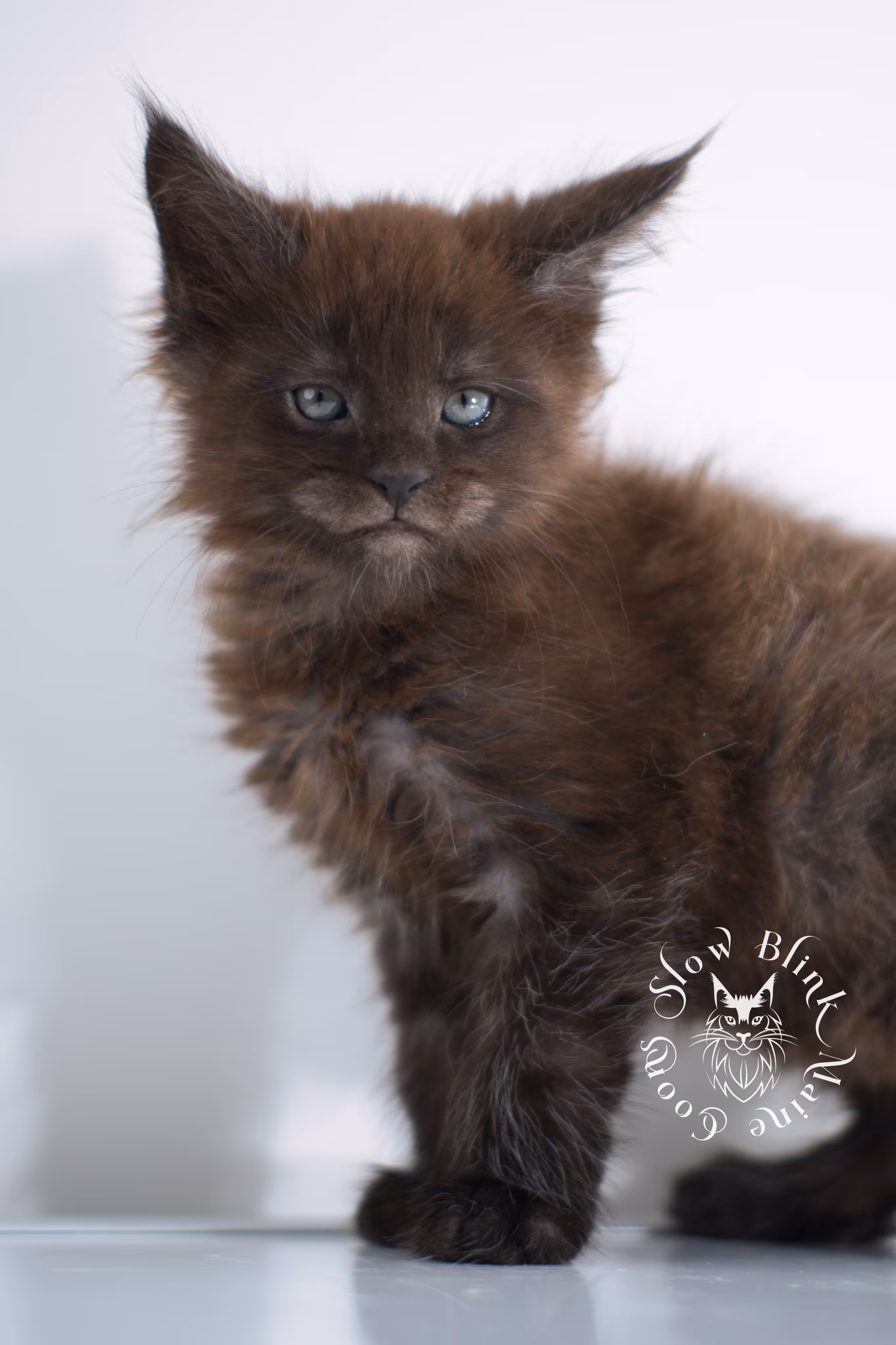 black smoke | maine coon kitten | ems code ns | female | taken dec 2024 | age 5 weeks Black Smoke Maine Coon Kittens > black smoke | maine coon kitten | ems code ns | female | taken dec 2024 | age 5 weeks | idx 15