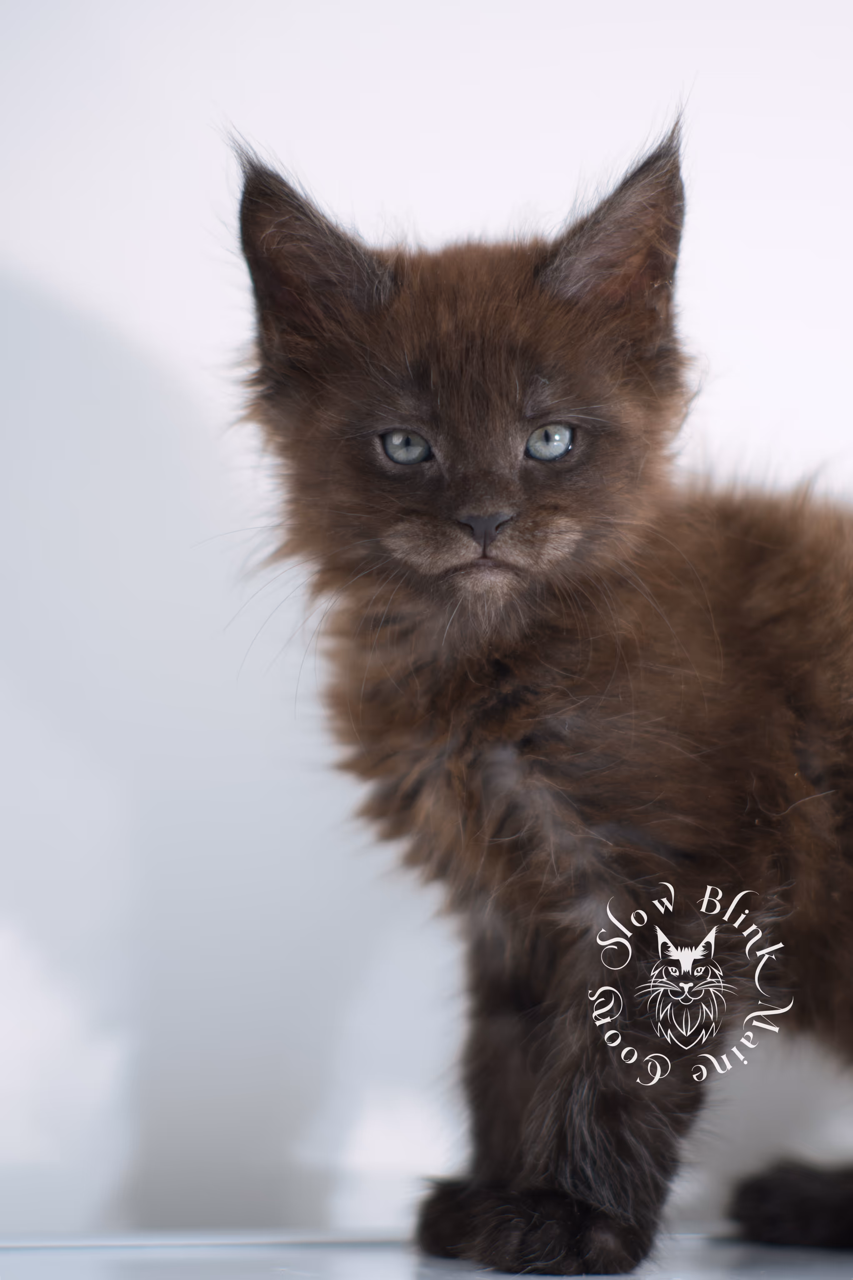 black smoke | maine coon kitten | ems code ns | female | taken dec 2024 | age 5 weeks Black Smoke Maine Coon Kittens > black smoke | maine coon kitten | ems code ns | female | taken dec 2024 | age 5 weeks | idx 16