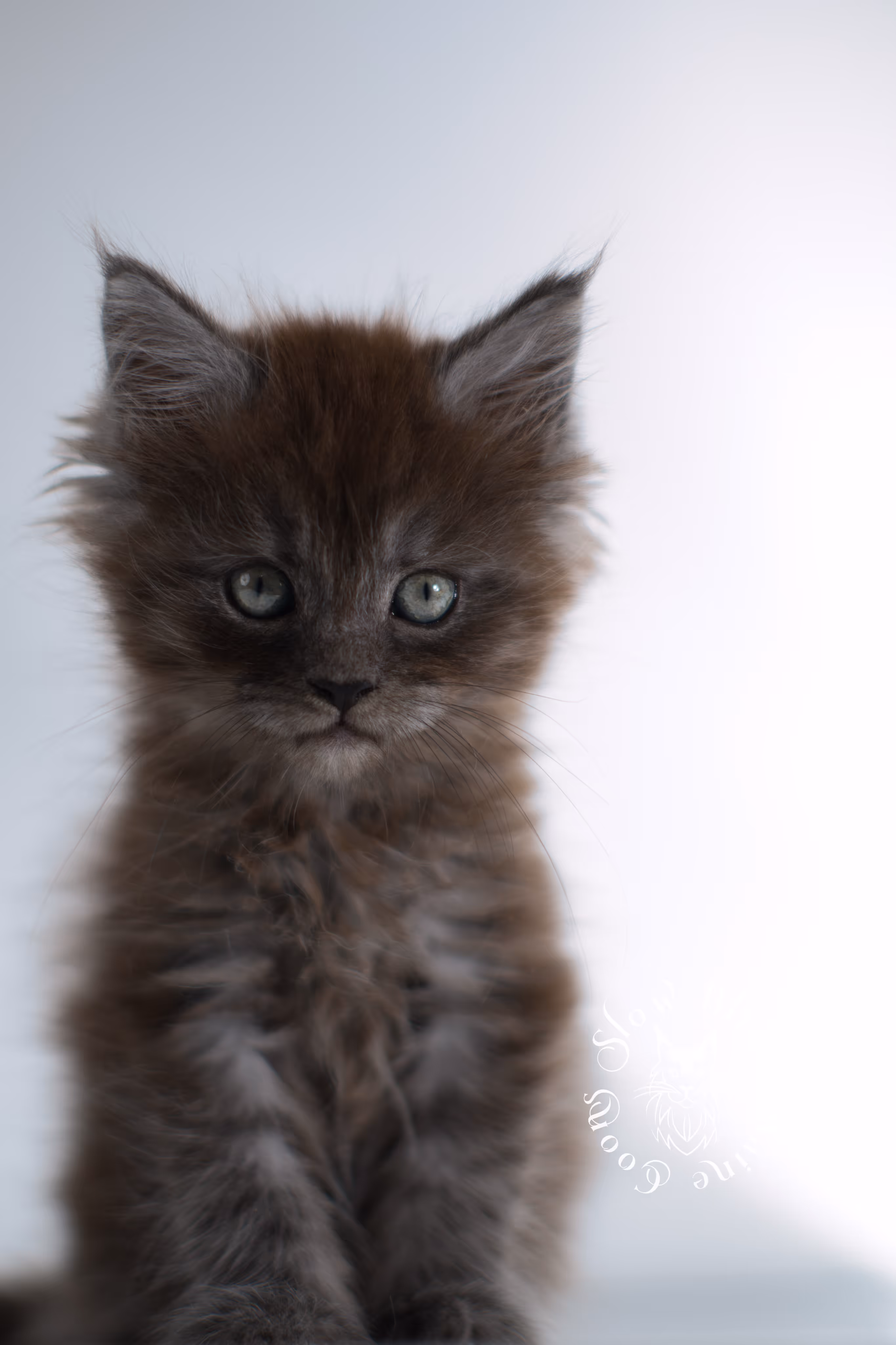 black smoke | maine coon kitten | ems code ns | female | taken dec 2024 | age 5 weeks Black Smoke Maine Coon Kittens > black smoke | maine coon kitten | ems code ns | female | taken dec 2024 | age 5 weeks | idx 17