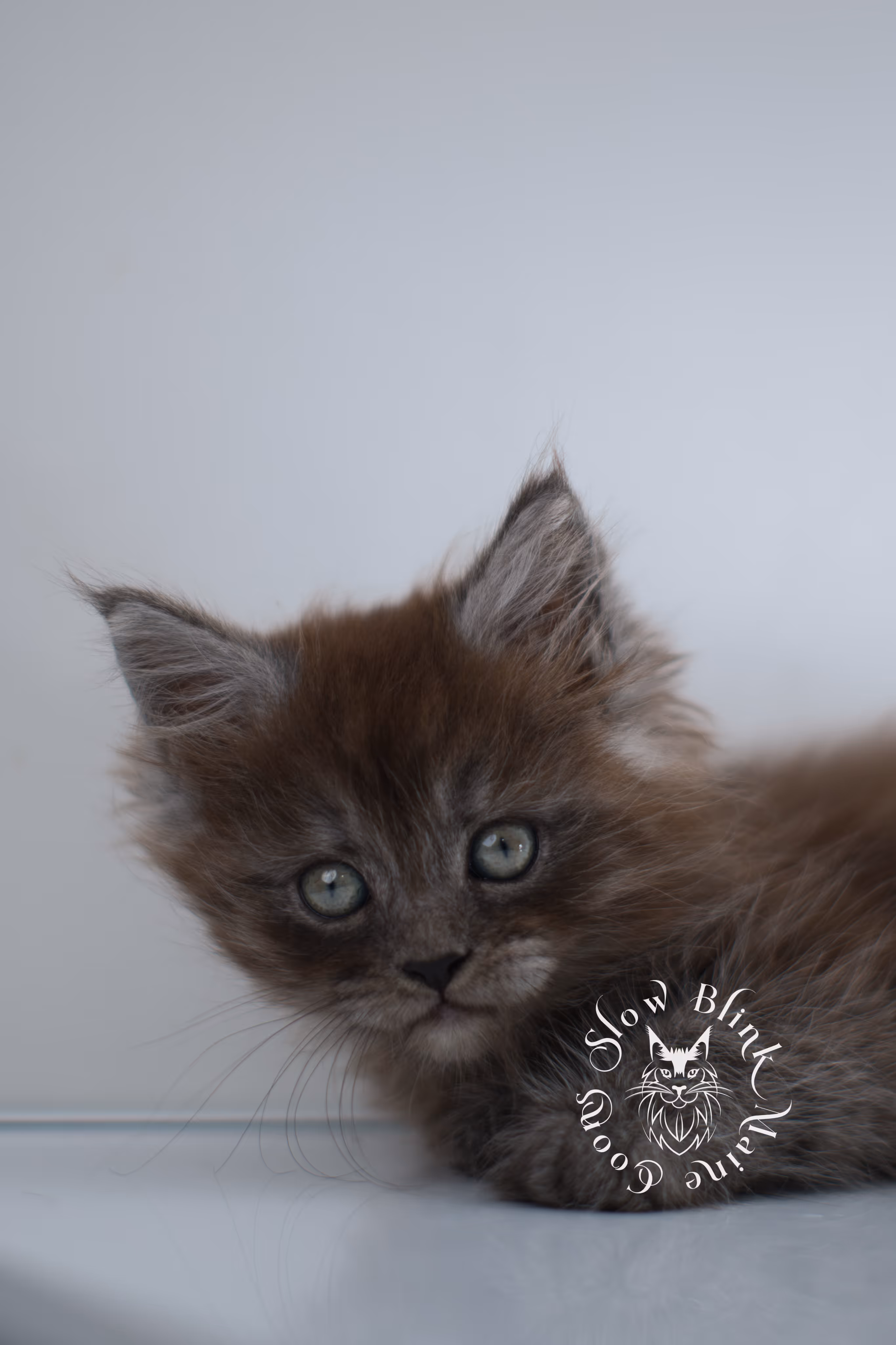 black smoke | maine coon kitten | ems code ns | female | taken dec 2024 | age 5 weeks Black Smoke Maine Coon Kittens > black smoke | maine coon kitten | ems code ns | female | taken dec 2024 | age 5 weeks | idx 18