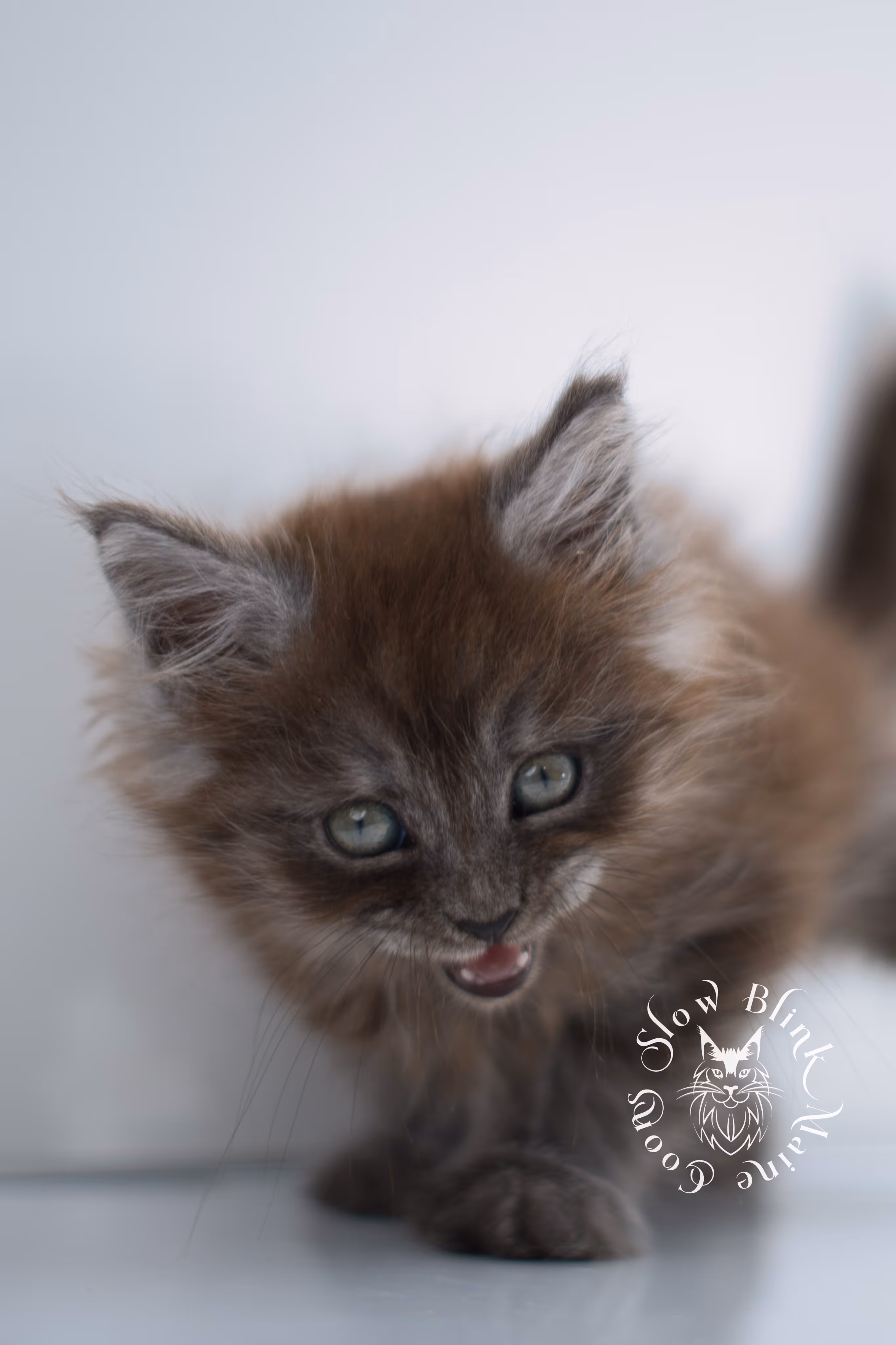 black smoke | maine coon kitten | ems code ns | female | taken dec 2024 | age 5 weeks Black Smoke Maine Coon Kittens > black smoke | maine coon kitten | ems code ns | female | taken dec 2024 | age 5 weeks | idx 19