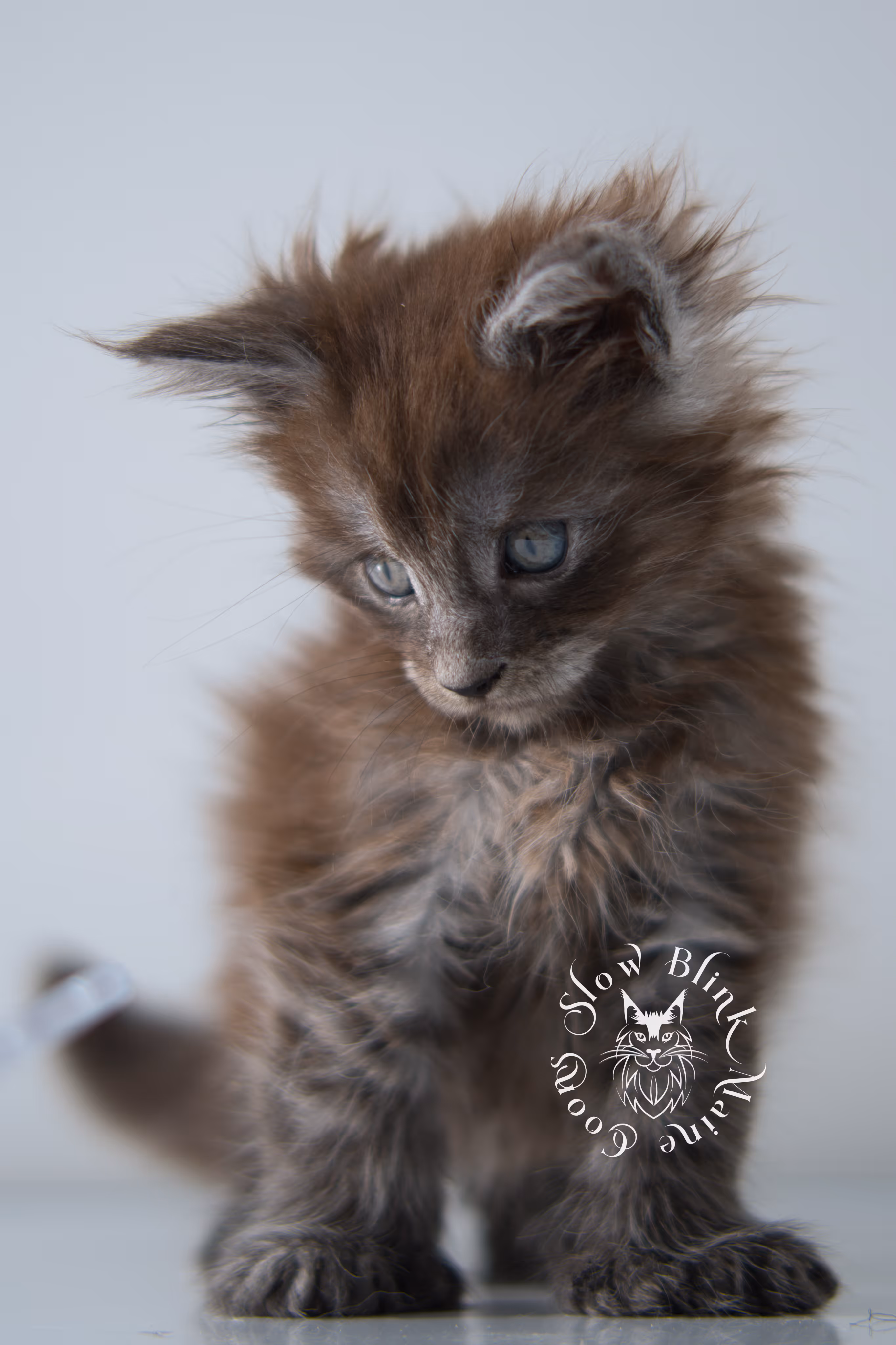 black smoke | maine coon kitten | ems code ns | female | taken dec 2024 | age 5 weeks Black Smoke Maine Coon Kittens > black smoke | maine coon kitten | ems code ns | female | taken dec 2024 | age 5 weeks | idx 20
