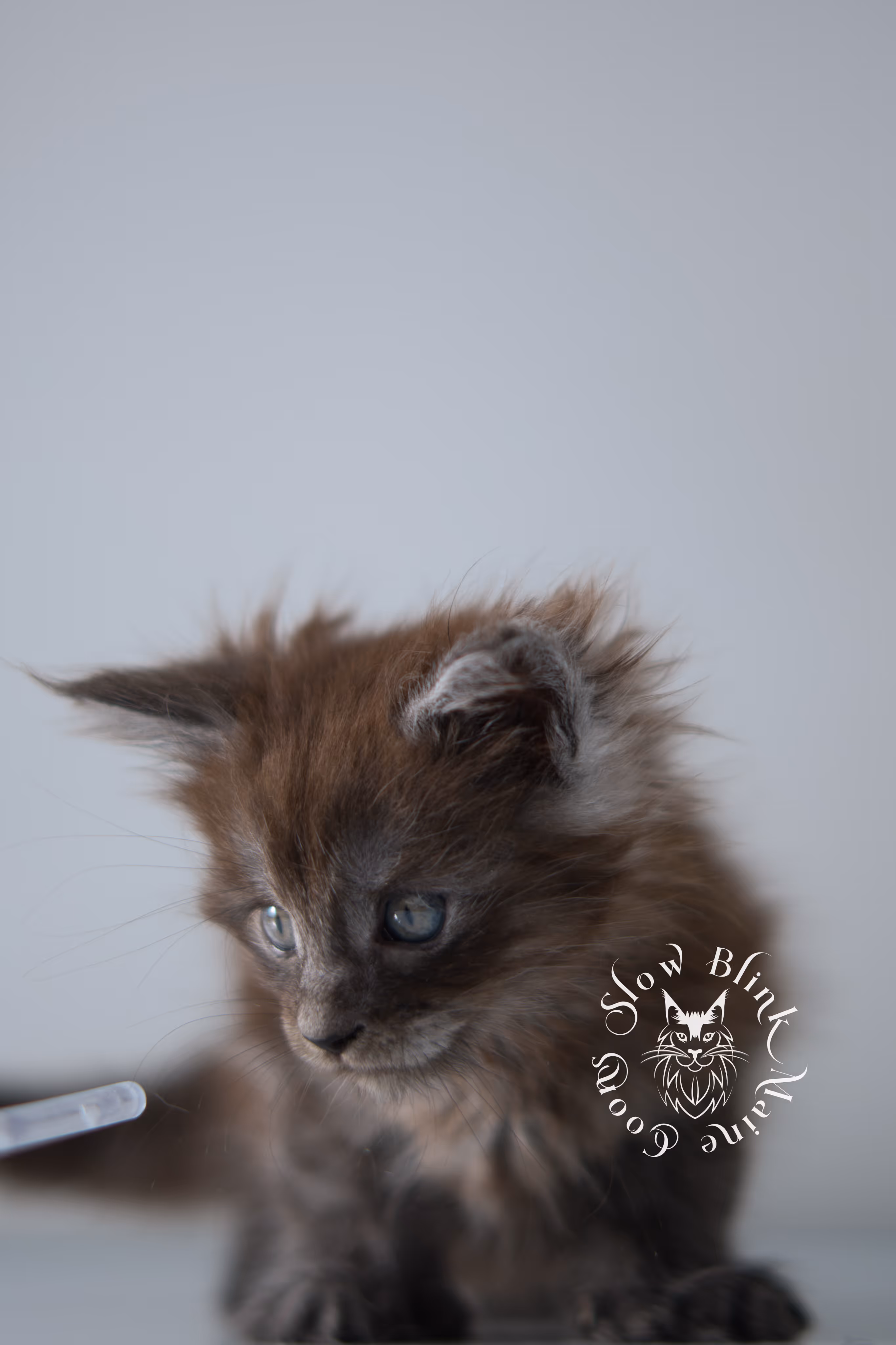black smoke | maine coon kitten | ems code ns | female | taken dec 2024 | age 5 weeks Black Smoke Maine Coon Kittens > black smoke | maine coon kitten | ems code ns | female | taken dec 2024 | age 5 weeks | idx 21