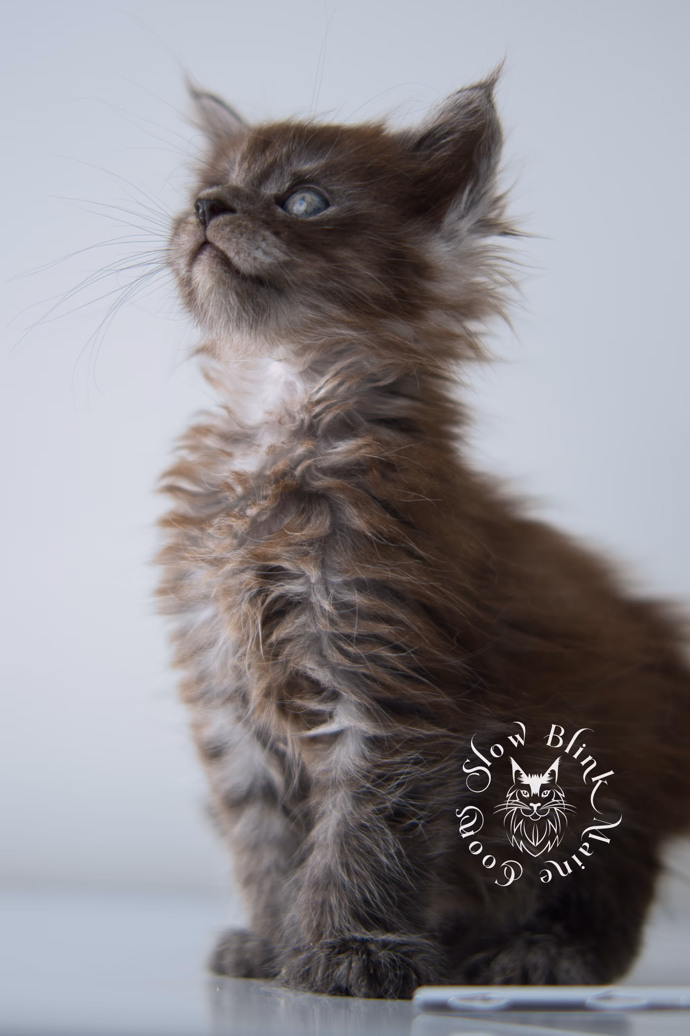 black smoke | maine coon kitten | ems code ns | female | taken dec 2024 | age 5 weeks Black Smoke Maine Coon Kittens > black smoke | maine coon kitten | ems code ns | female | taken dec 2024 | age 5 weeks | idx 22