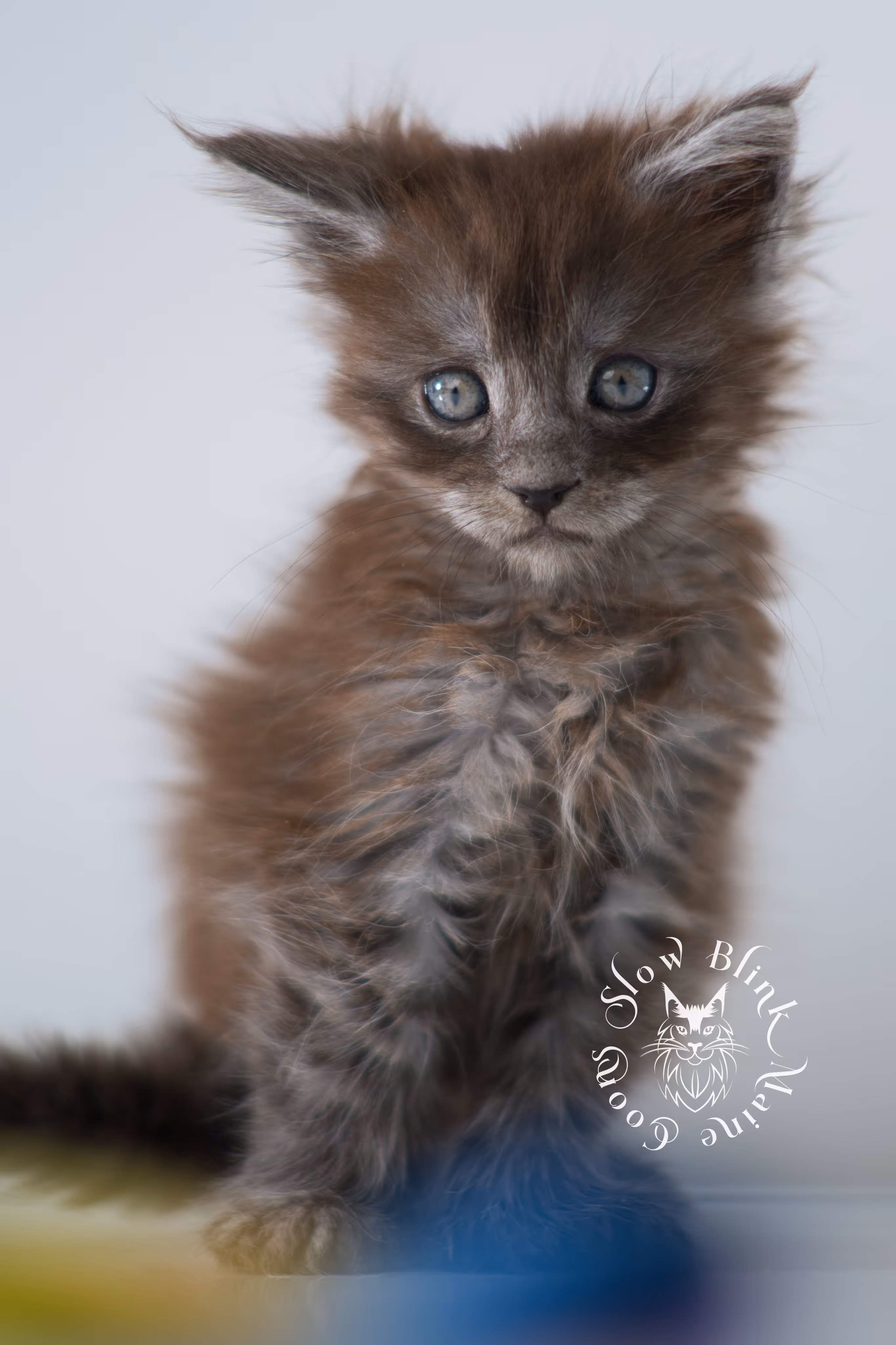 black smoke | maine coon kitten | ems code ns | female | taken dec 2024 | age 5 weeks Black Smoke Maine Coon Kittens > black smoke | maine coon kitten | ems code ns | female | taken dec 2024 | age 5 weeks | idx 23