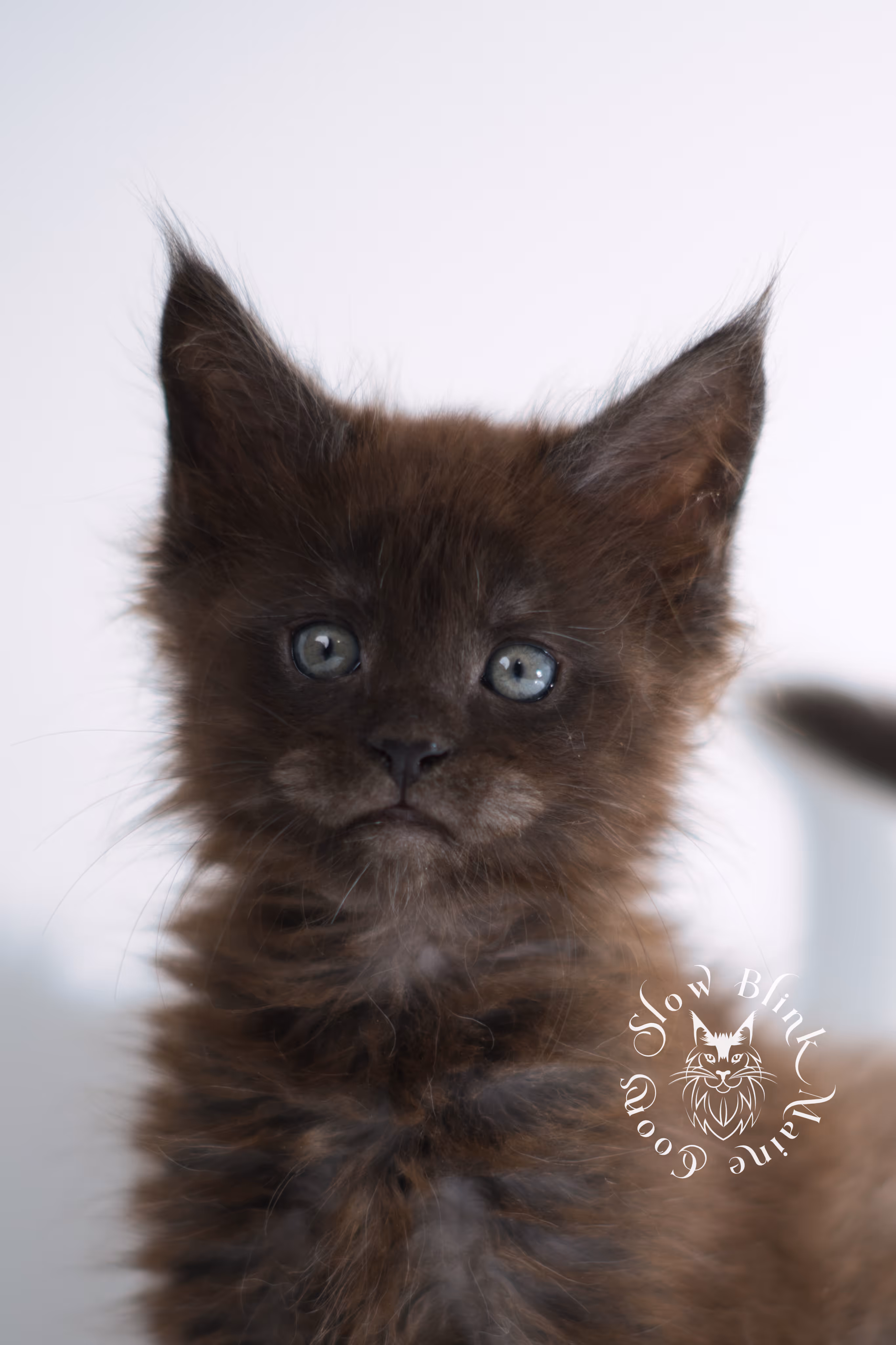 black smoke | maine coon kitten | ems code ns | female | taken dec 2024 | age 5 weeks Black Smoke Maine Coon Kittens > black smoke | maine coon kitten | ems code ns | female | taken dec 2024 | age 5 weeks | idx 24