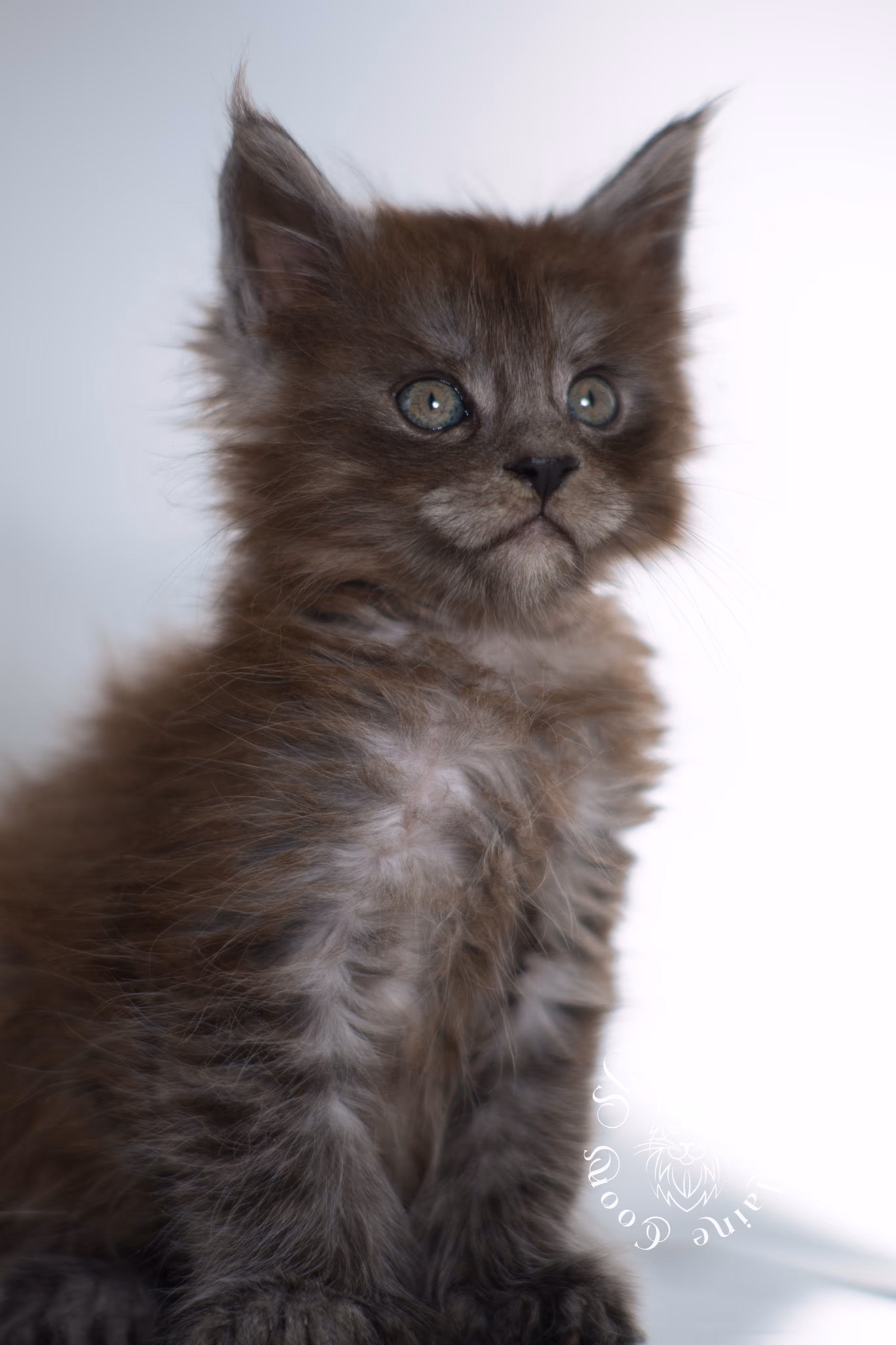 black smoke | maine coon kitten | ems code ns | female | taken dec 2024 | age 5 weeks Black Smoke Maine Coon Kittens > black smoke | maine coon kitten | ems code ns | female | taken dec 2024 | age 5 weeks | idx 25