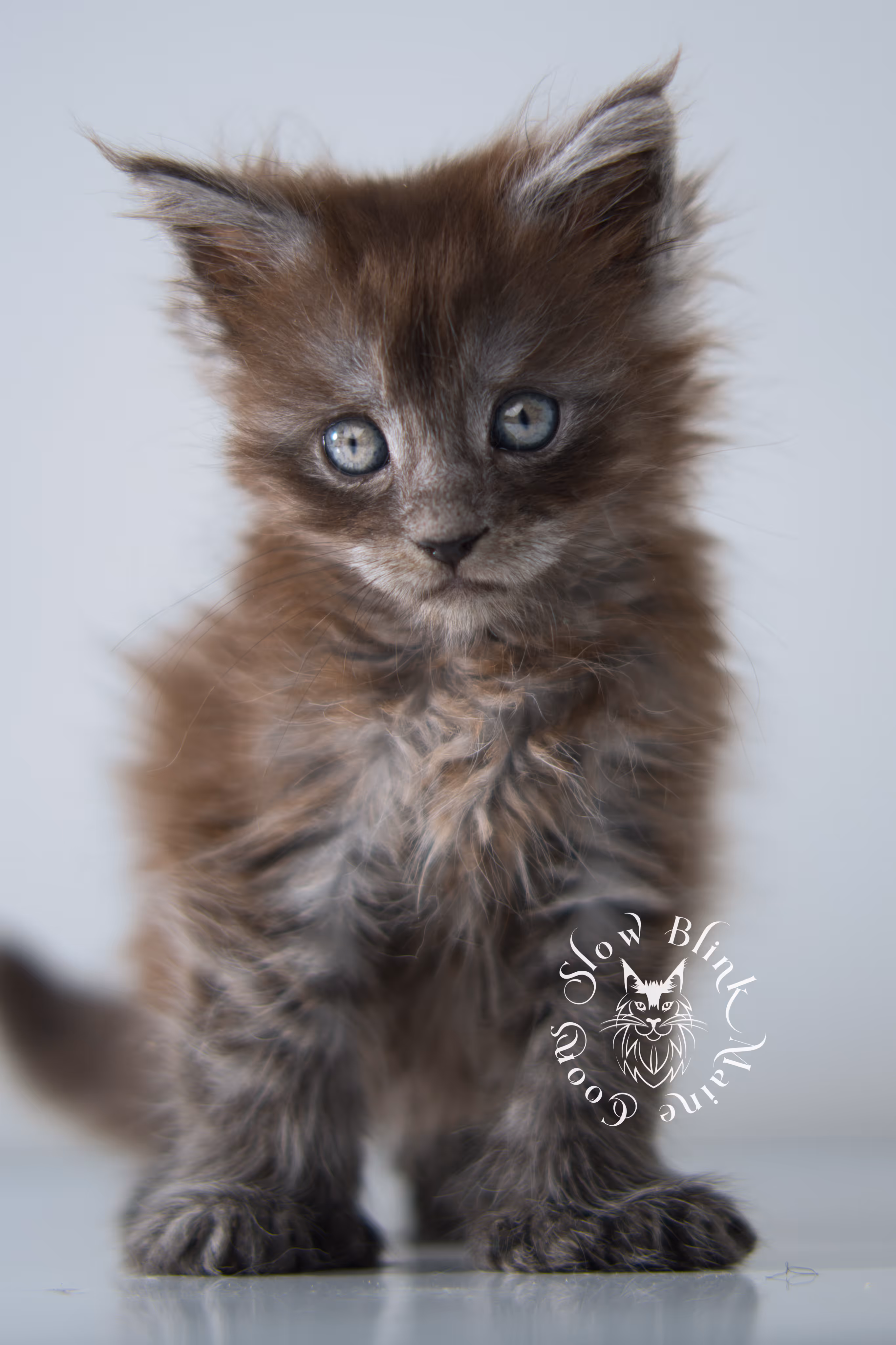 black smoke | maine coon kitten | ems code ns | female | taken dec 2024 | age 5 weeks Black Smoke Maine Coon Kittens > black smoke | maine coon kitten | ems code ns | female | taken dec 2024 | age 5 weeks | idx 26