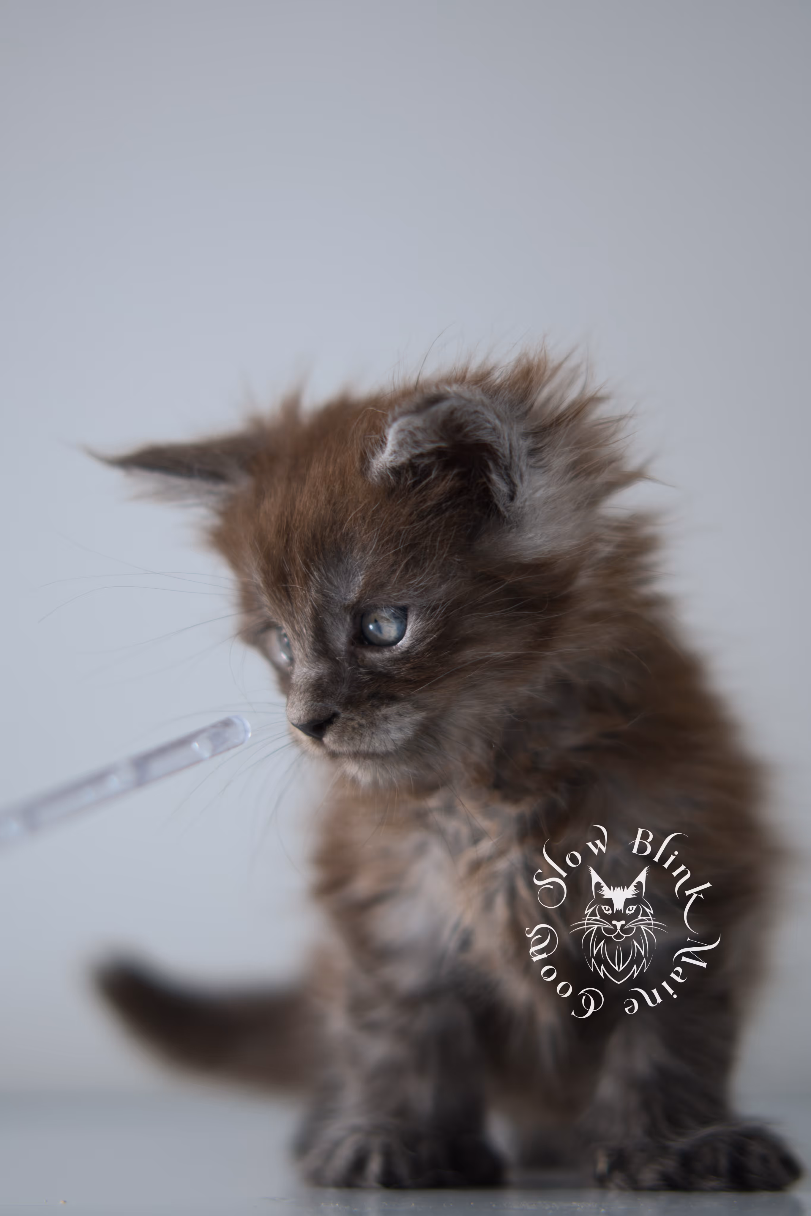 black smoke | maine coon kitten | ems code ns | female | taken dec 2024 | age 5 weeks Black Smoke Maine Coon Kittens > black smoke | maine coon kitten | ems code ns | female | taken dec 2024 | age 5 weeks | idx 27