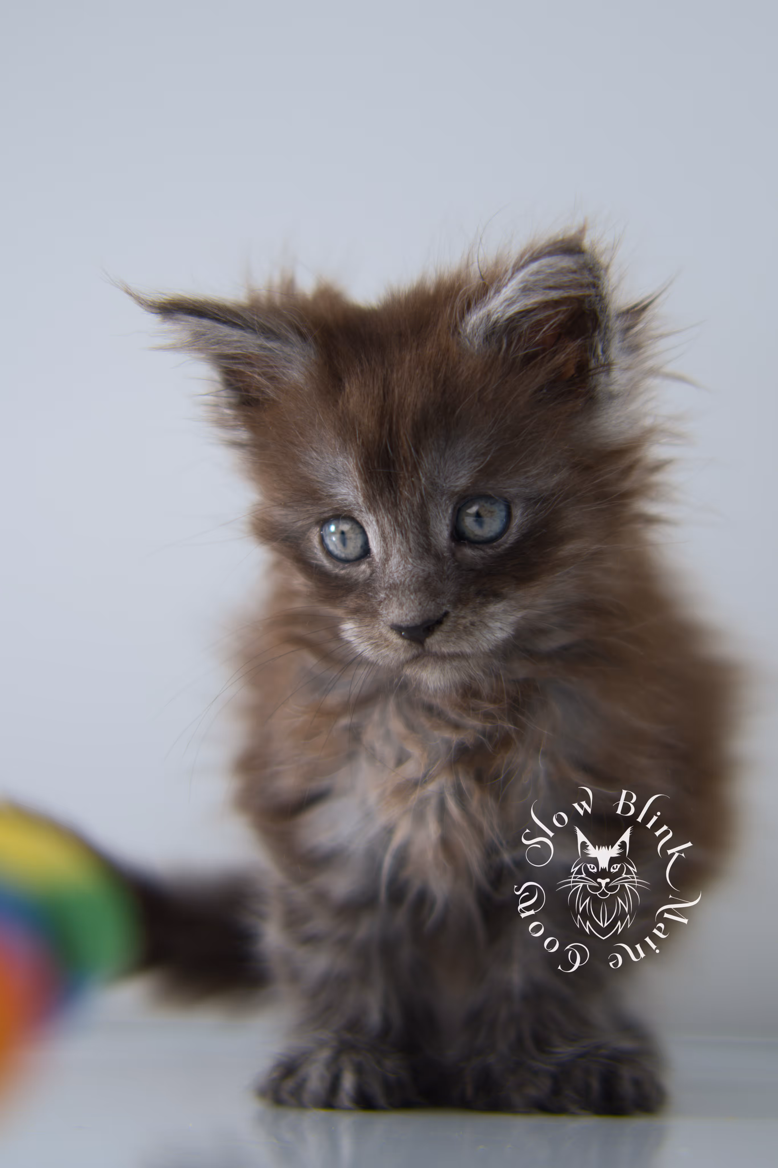 black smoke | maine coon kitten | ems code ns | female | taken dec 2024 | age 5 weeks Black Smoke Maine Coon Kittens > black smoke | maine coon kitten | ems code ns | female | taken dec 2024 | age 5 weeks | idx 28