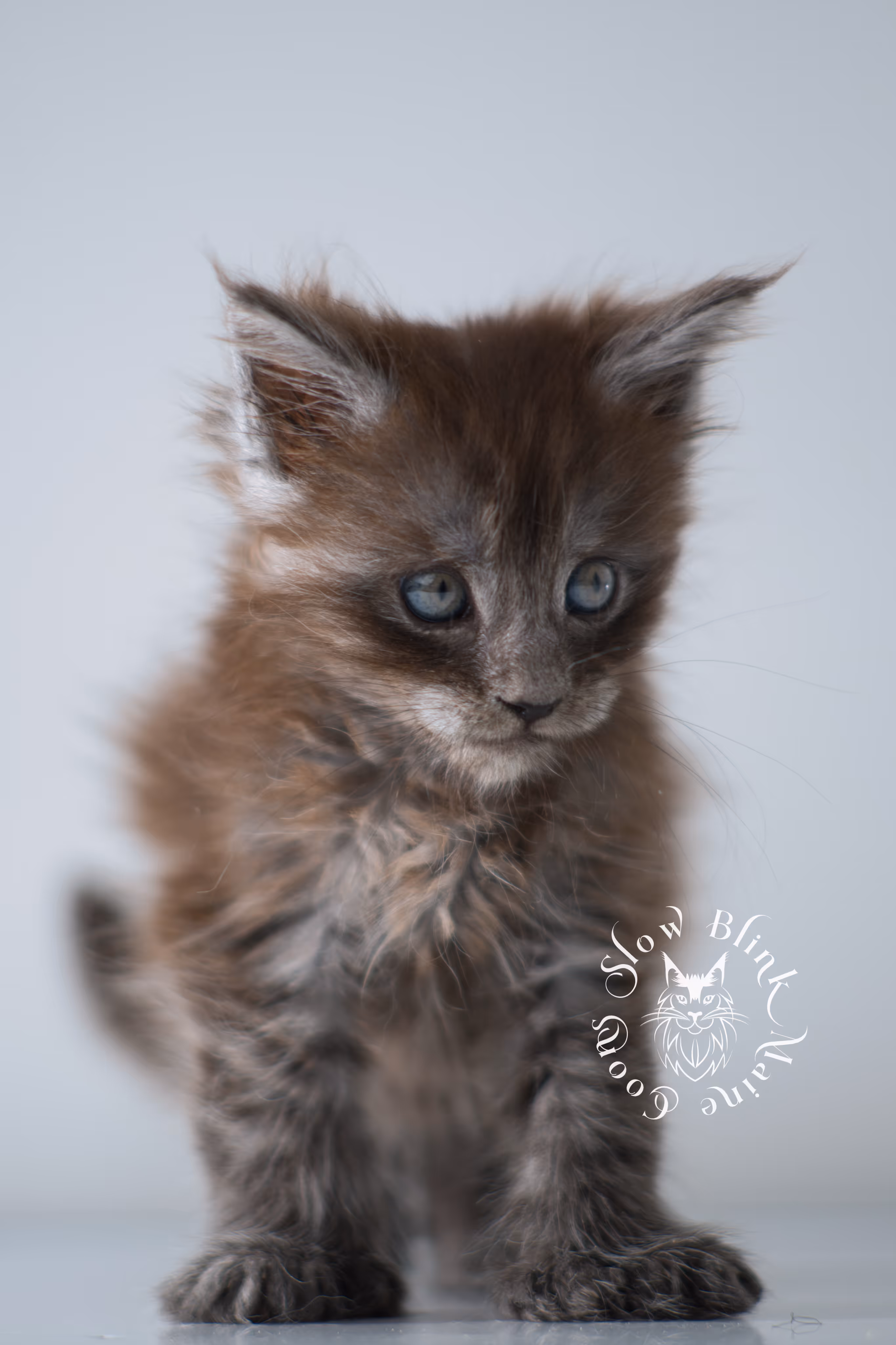 black smoke | maine coon kitten | ems code ns | female | taken dec 2024 | age 5 weeks Black Smoke Maine Coon Kittens > black smoke | maine coon kitten | ems code ns | female | taken dec 2024 | age 5 weeks | idx 29