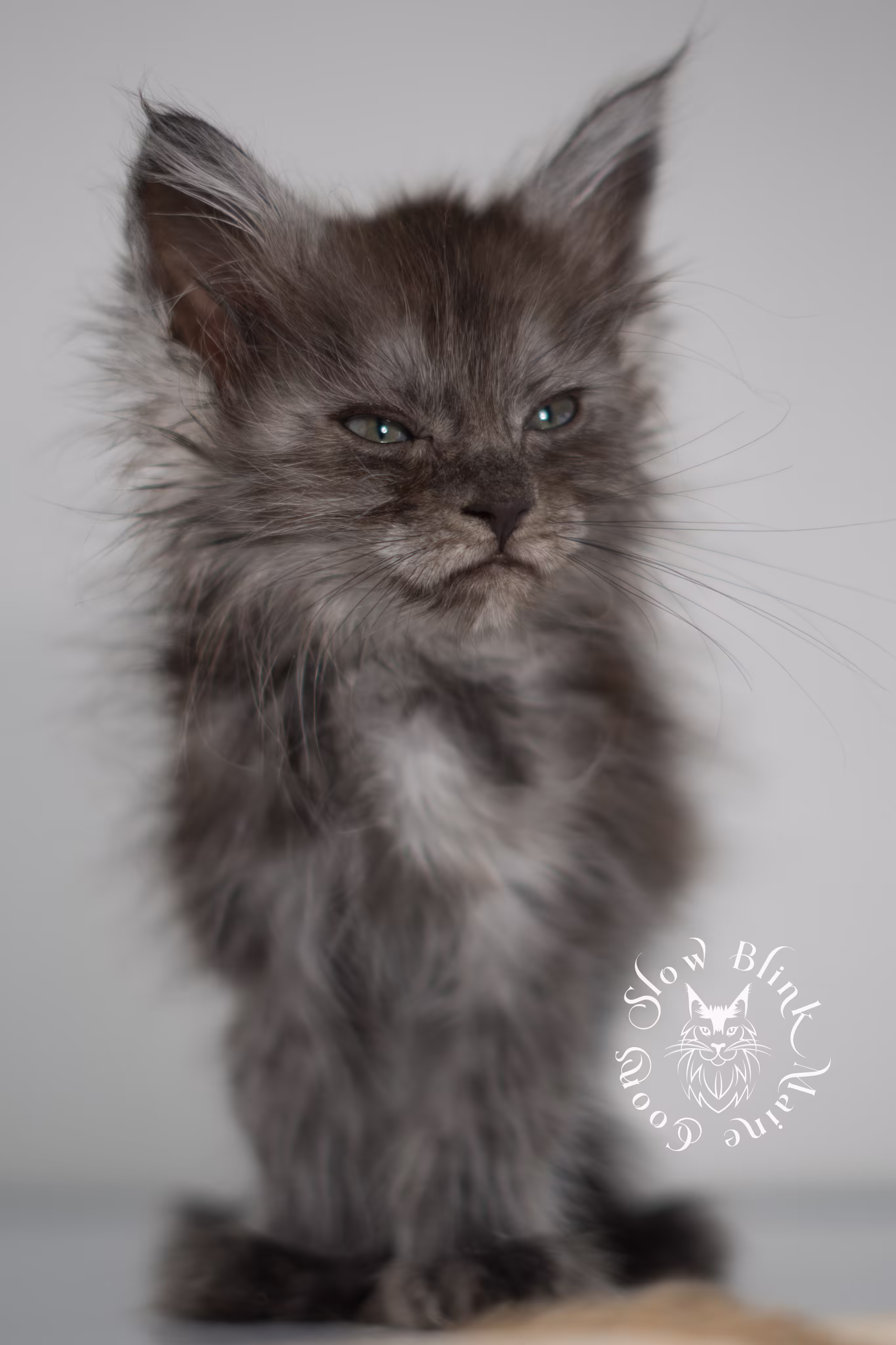black smoke | maine coon kitten | ems code ns | female | taken jan 2025 | age 5 weeks Black Smoke Maine Coon Kittens > black smoke | maine coon kitten | ems code ns | female | taken jan 2025 | age 5 weeks | idx 01