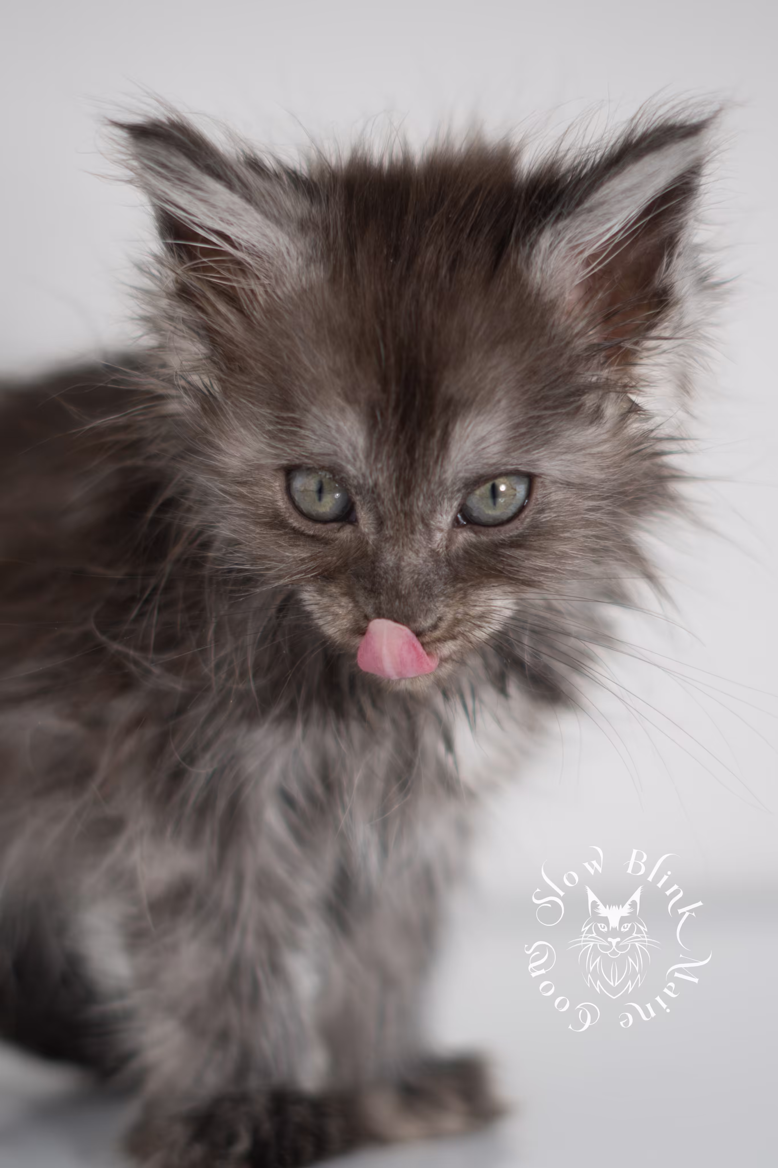 black smoke | maine coon kitten | ems code ns | female | taken jan 2025 | age 5 weeks Black Smoke Maine Coon Kittens > black smoke | maine coon kitten | ems code ns | female | taken jan 2025 | age 5 weeks | idx 02