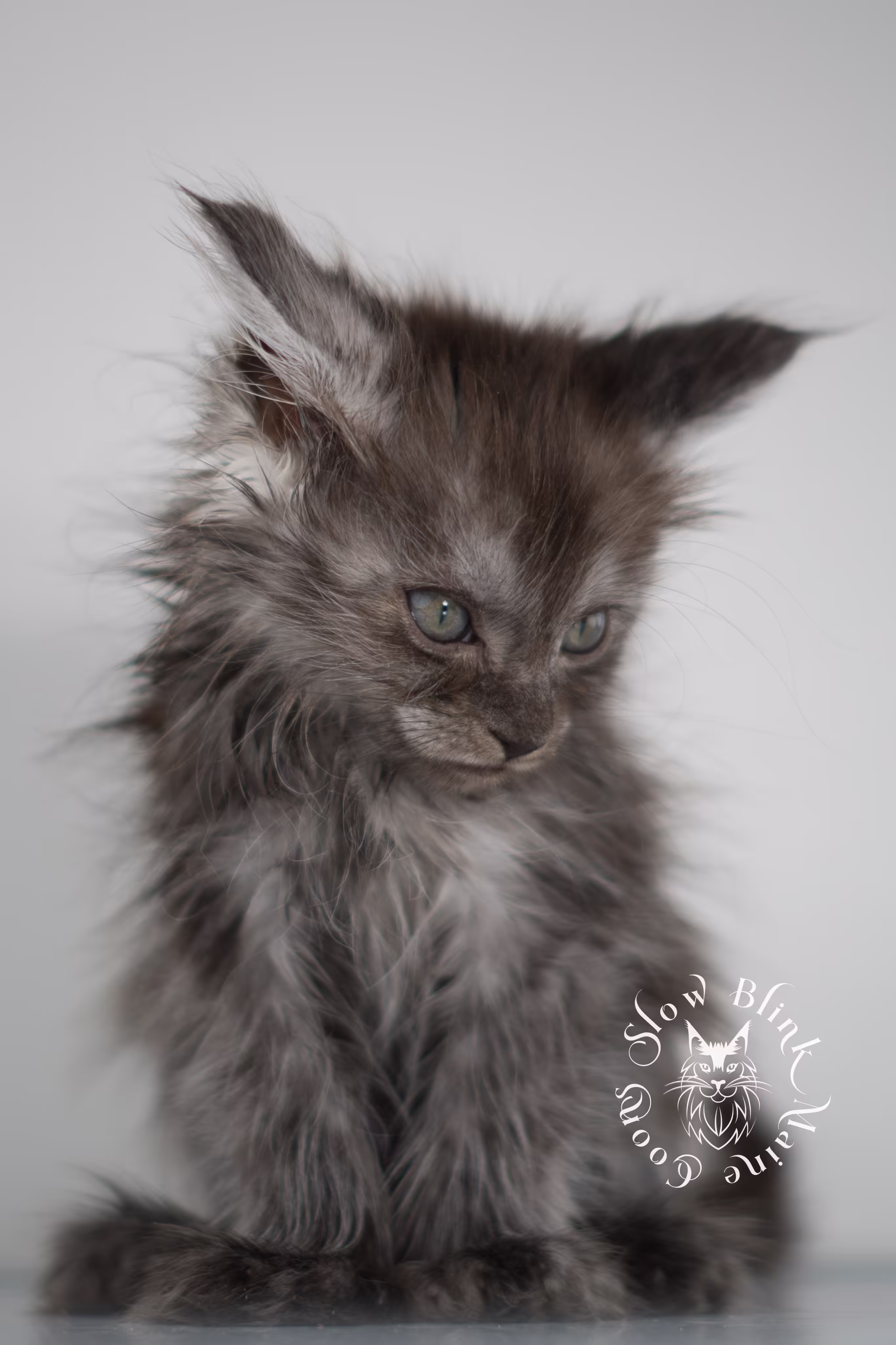 black smoke | maine coon kitten | ems code ns | female | taken jan 2025 | age 5 weeks Black Smoke Maine Coon Kittens > black smoke | maine coon kitten | ems code ns | female | taken jan 2025 | age 5 weeks | idx 03