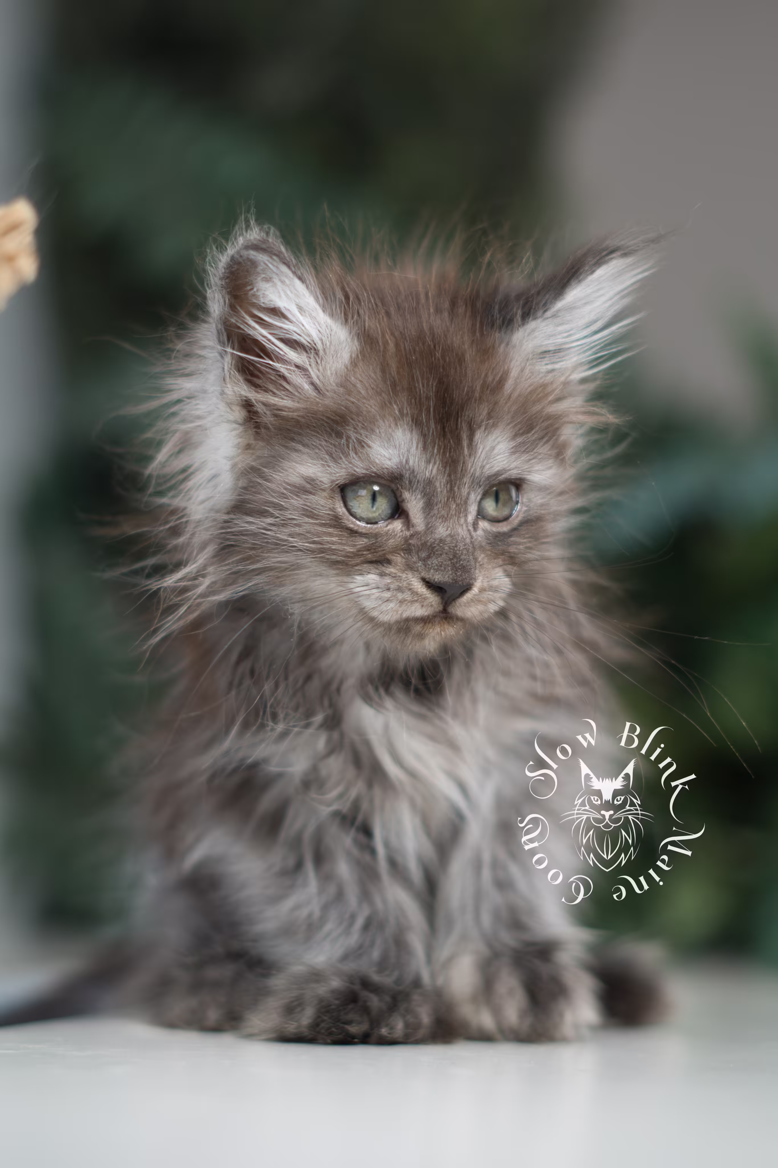 black smoke | maine coon kitten | ems code ns | female | taken jan 2025 | age 6 weeks Black Smoke Maine Coon Kittens > black smoke | maine coon kitten | ems code ns | female | taken jan 2025 | age 6 weeks | idx 01