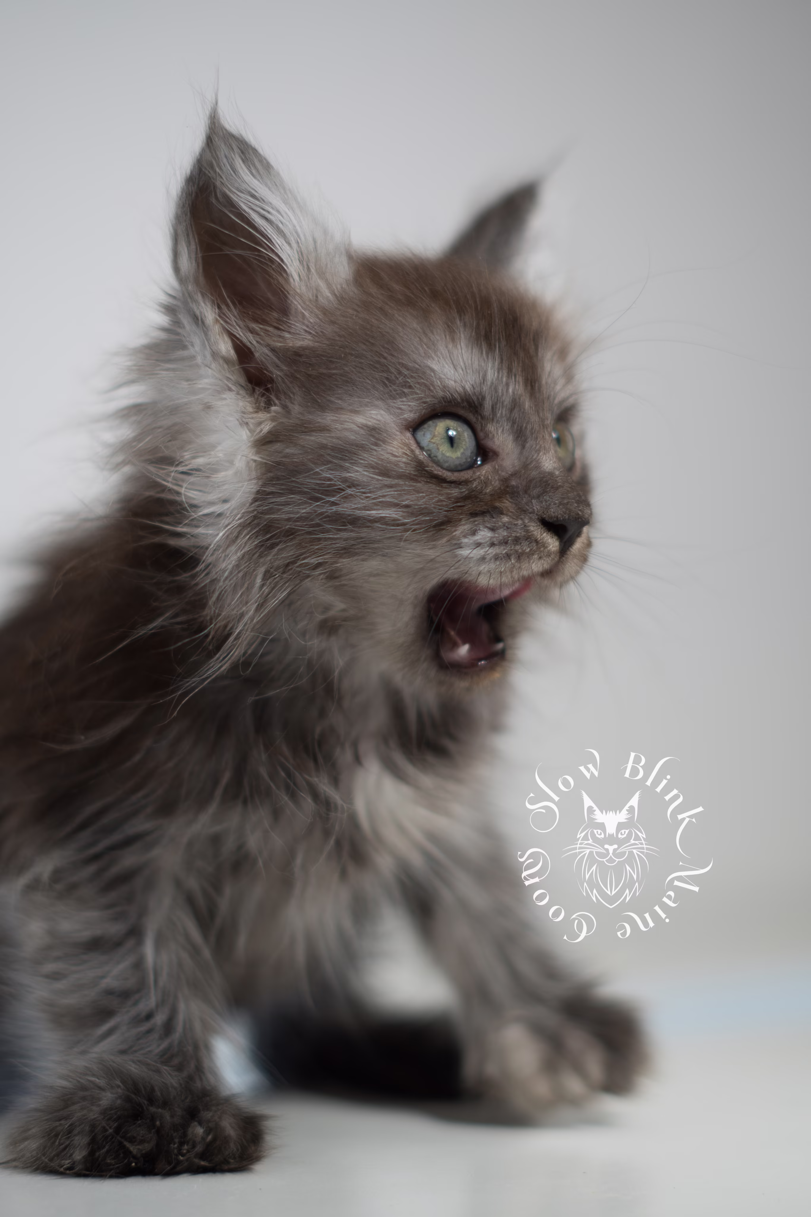 black smoke | maine coon kitten | ems code ns | female | taken jan 2025 | age 6 weeks Black Smoke Maine Coon Kittens > black smoke | maine coon kitten | ems code ns | female | taken jan 2025 | age 6 weeks | idx 02