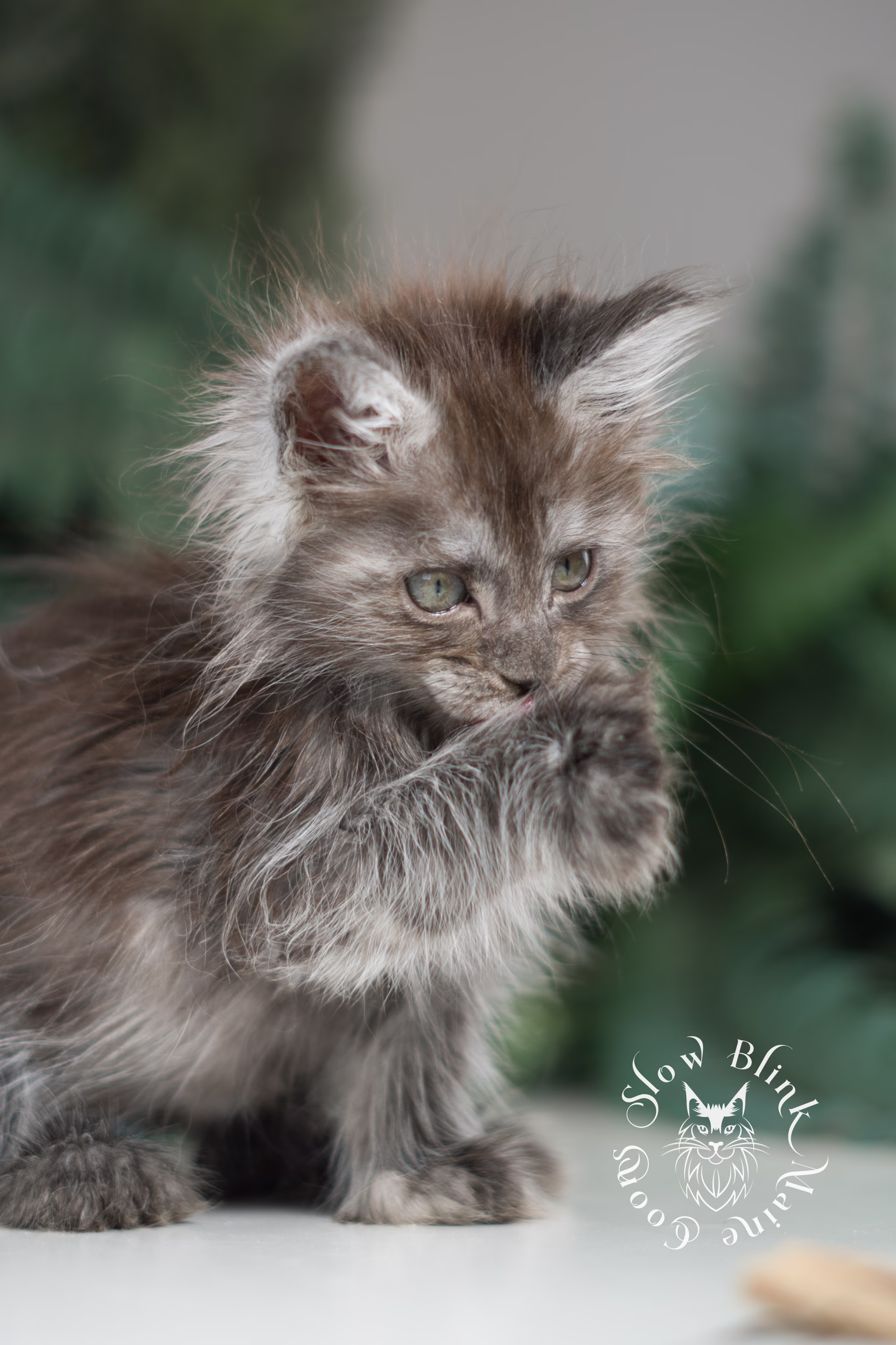 black smoke | maine coon kitten | ems code ns | female | taken jan 2025 | age 6 weeks Black Smoke Maine Coon Kittens > black smoke | maine coon kitten | ems code ns | female | taken jan 2025 | age 6 weeks | idx 03