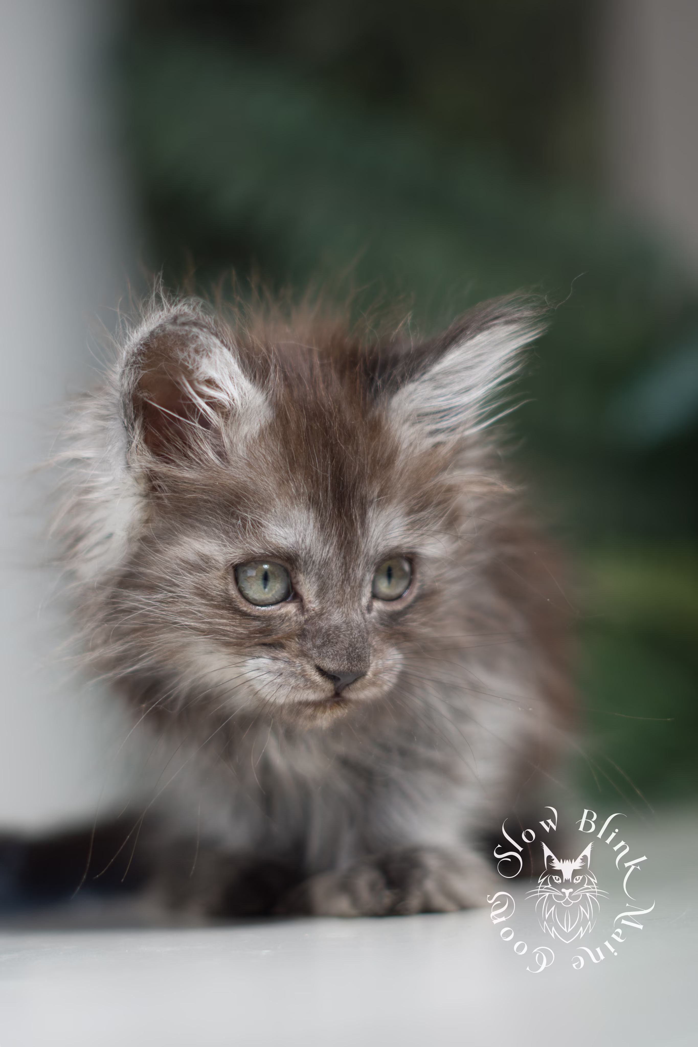black smoke | maine coon kitten | ems code ns | female | taken jan 2025 | age 6 weeks Black Smoke Maine Coon Kittens > black smoke | maine coon kitten | ems code ns | female | taken jan 2025 | age 6 weeks | idx 04
