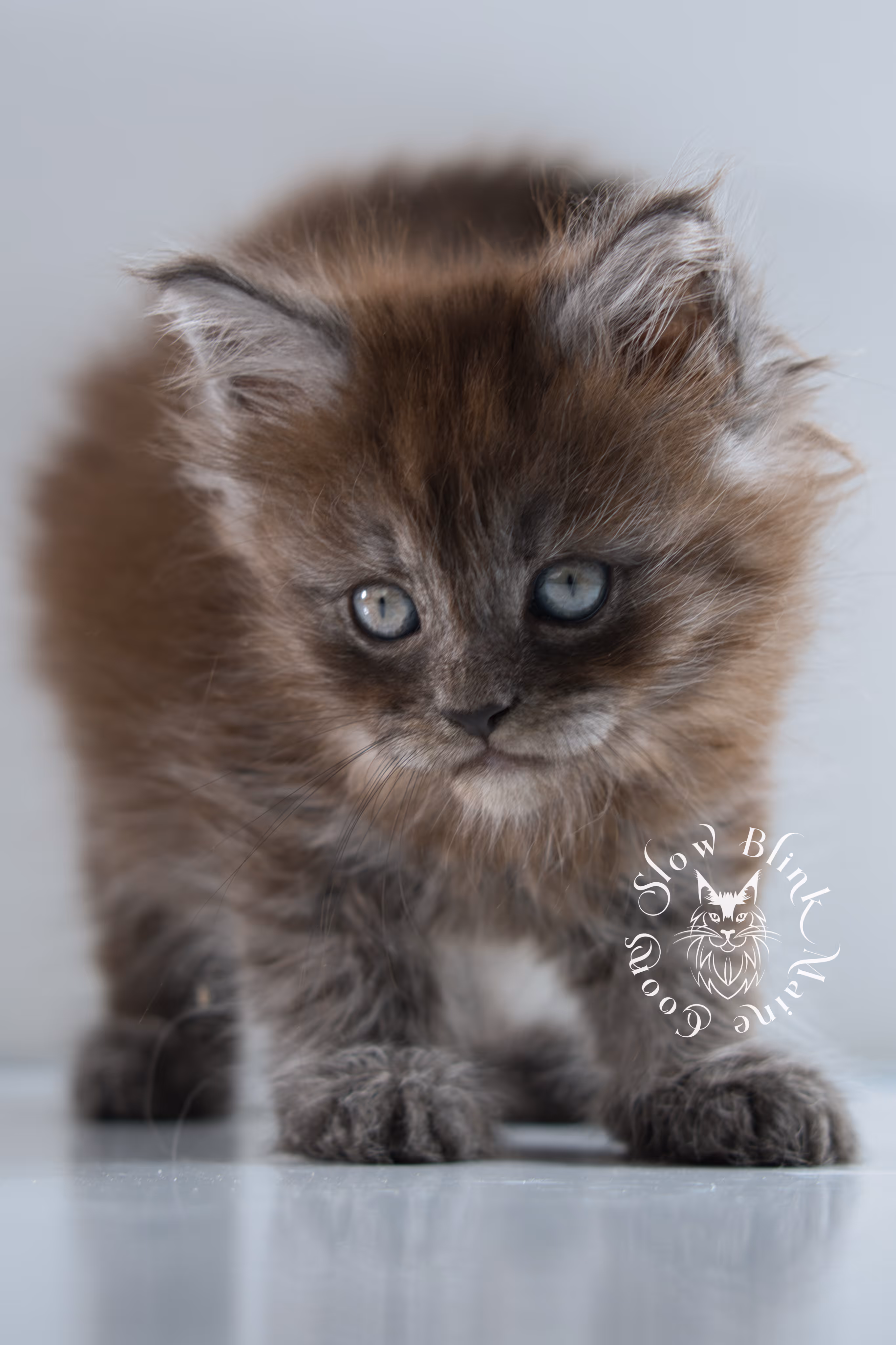 black smoke | maine coon kitten | ems code ns | female | taken nov 21 2024 | age 4 weeks Black Smoke Maine Coon Kittens > black smoke | maine coon kitten | ems code ns | female | taken nov 21 2024 | age 4 weeks | idx 01
