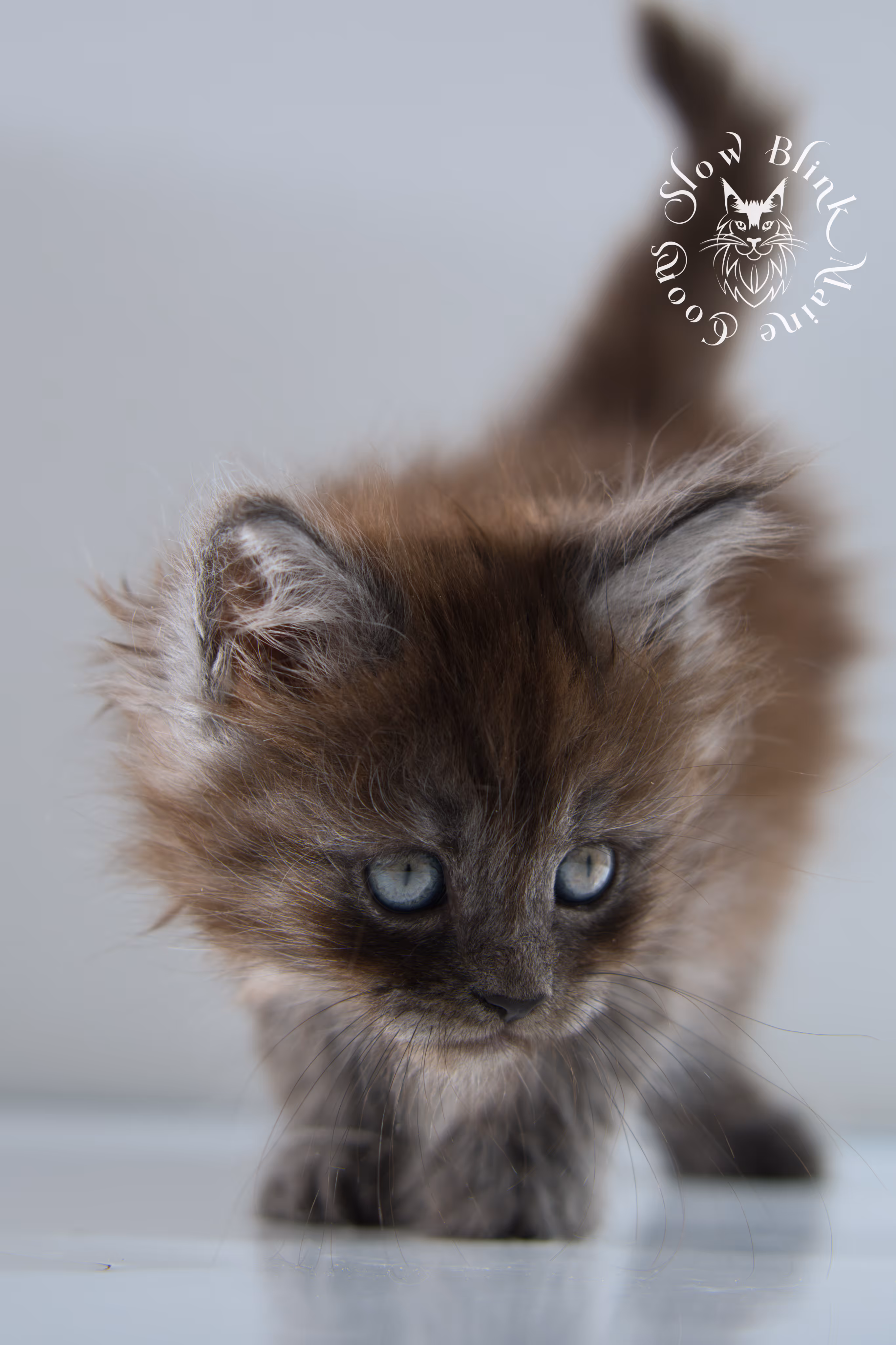black smoke | maine coon kitten | ems code ns | female | taken nov 21 2024 | age 4 weeks Black Smoke Maine Coon Kittens > black smoke | maine coon kitten | ems code ns | female | taken nov 21 2024 | age 4 weeks | idx 02
