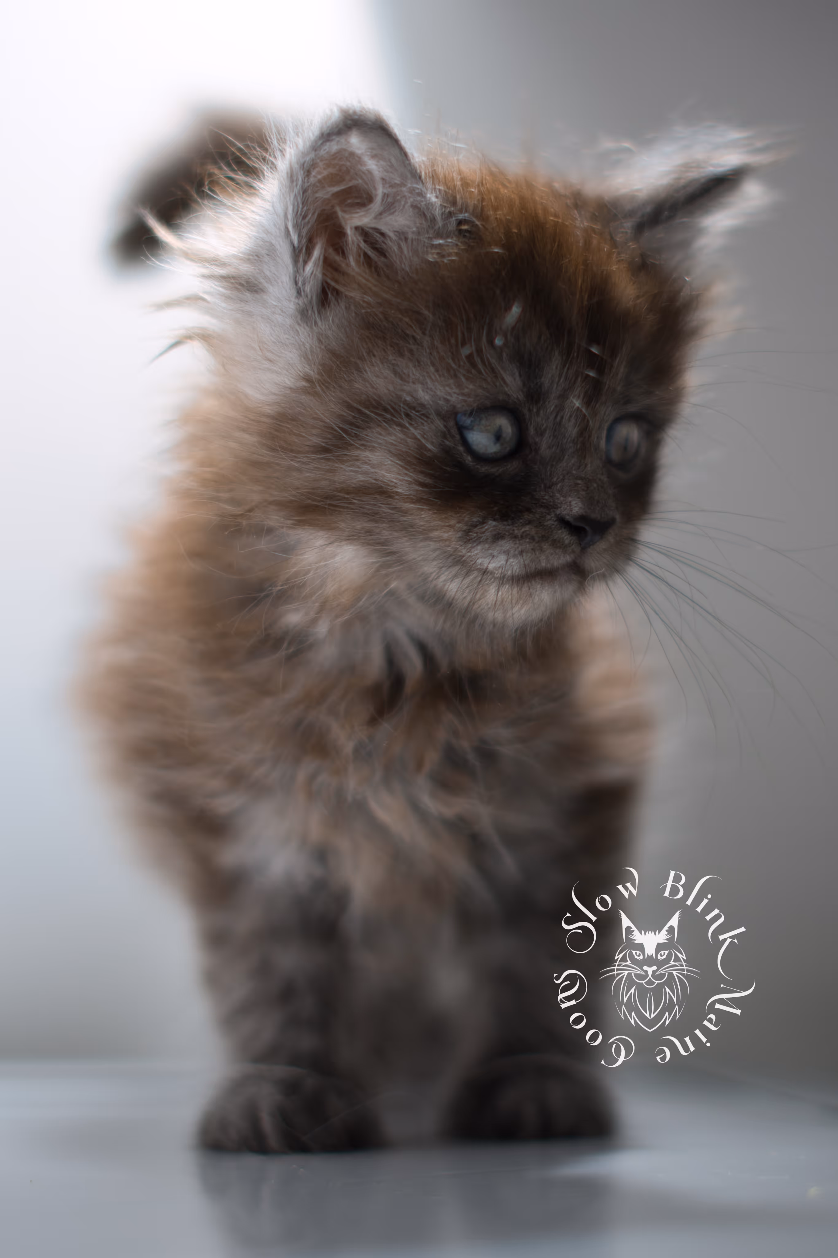 black smoke | maine coon kitten | ems code ns | female | taken nov 21 2024 | age 4 weeks Black Smoke Maine Coon Kittens > black smoke | maine coon kitten | ems code ns | female | taken nov 21 2024 | age 4 weeks | idx 03