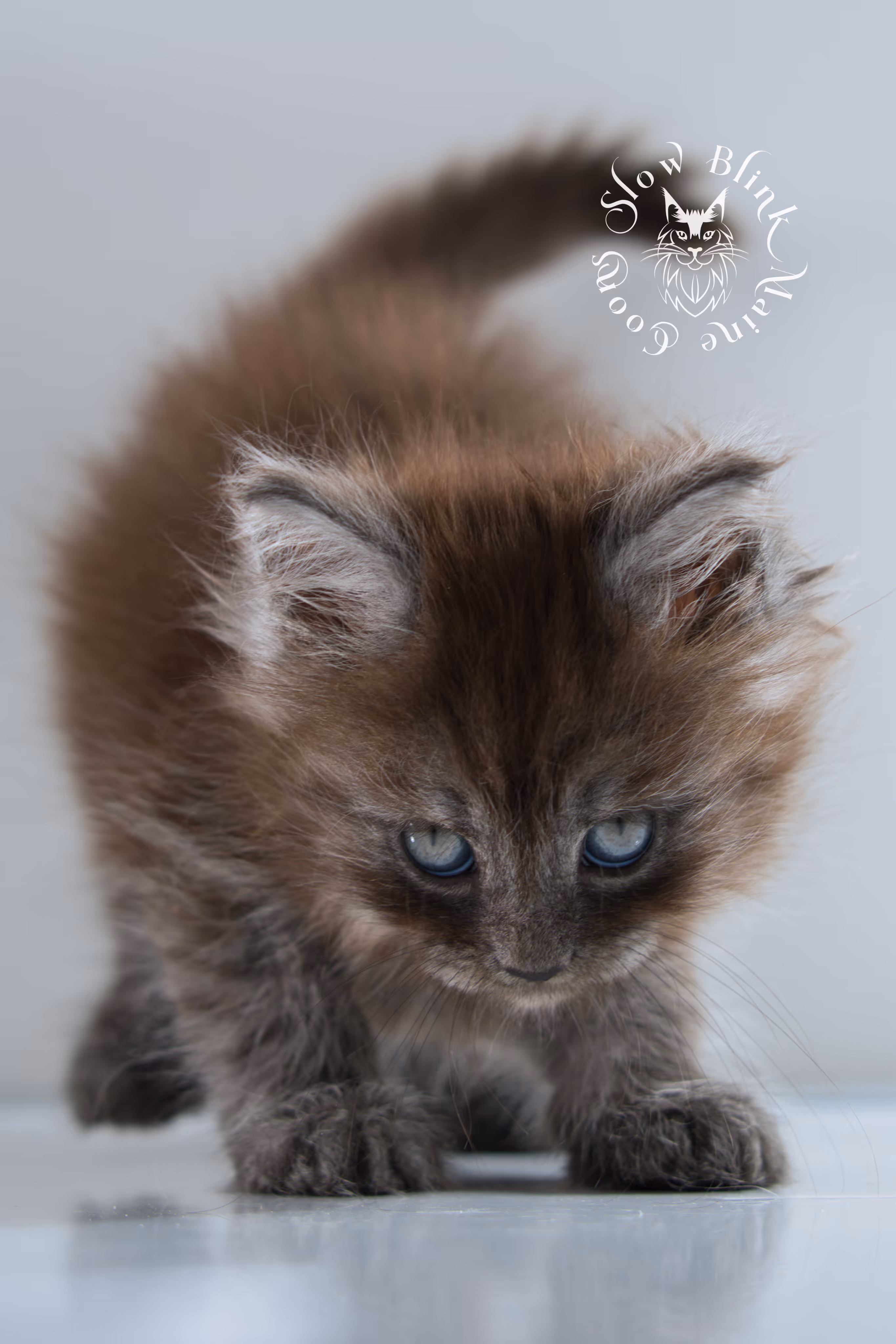 black smoke | maine coon kitten | ems code ns | female | taken nov 21 2024 | age 4 weeks Black Smoke Maine Coon Kittens > black smoke | maine coon kitten | ems code ns | female | taken nov 21 2024 | age 4 weeks | idx 04
