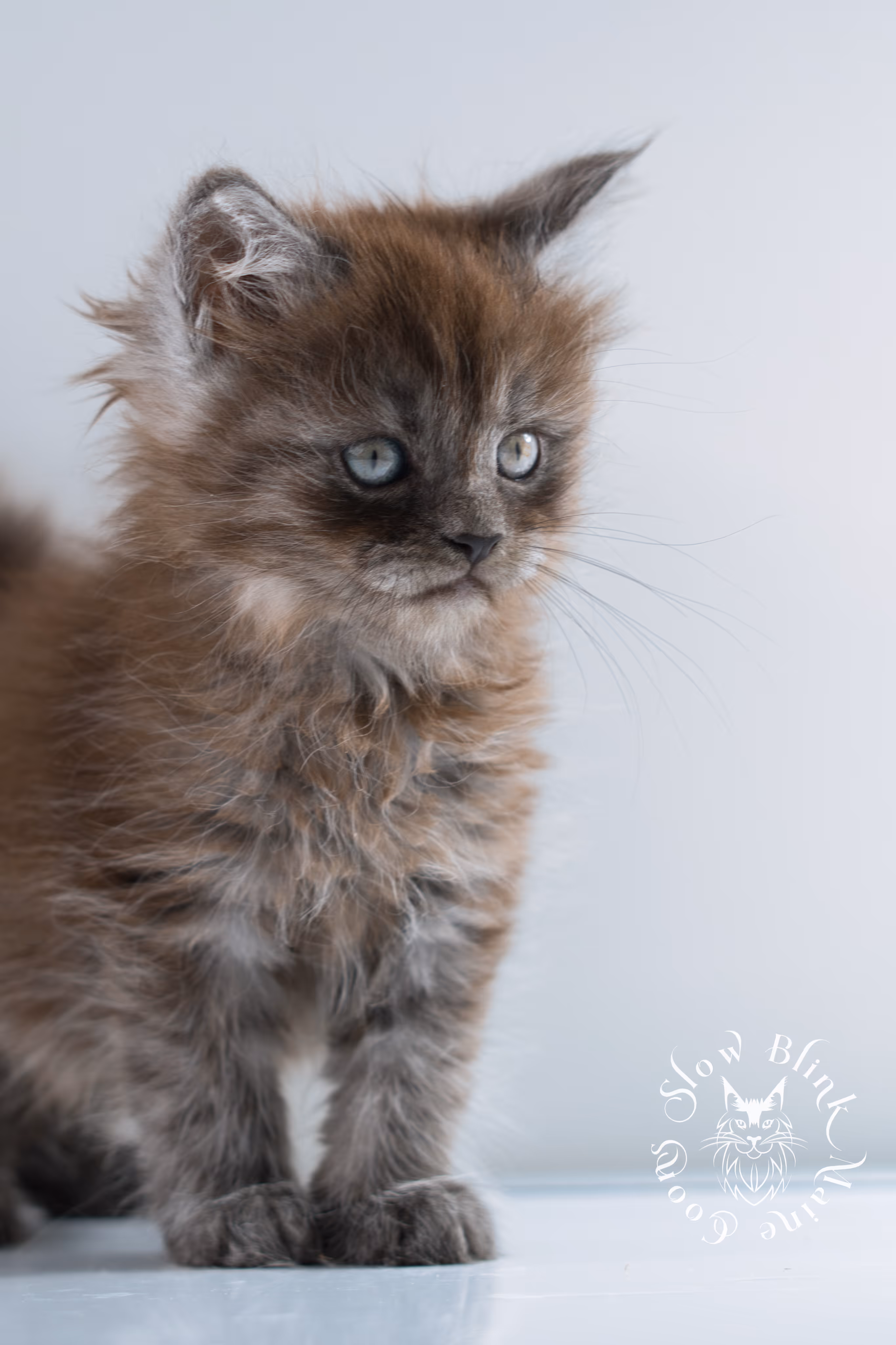 black smoke | maine coon kitten | ems code ns | female | taken nov 21 2024 | age 4 weeks Black Smoke Maine Coon Kittens > black smoke | maine coon kitten | ems code ns | female | taken nov 21 2024 | age 4 weeks | idx 05