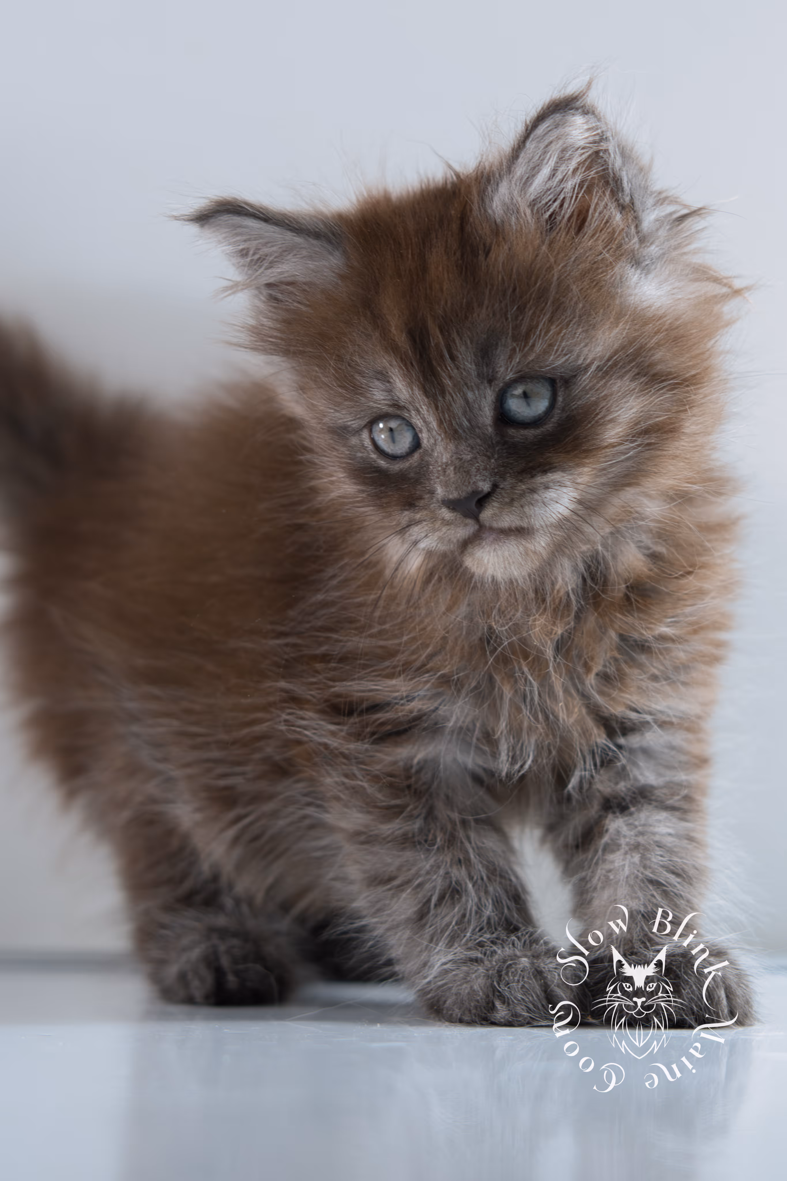 black smoke | maine coon kitten | ems code ns | female | taken nov 21 2024 | age 4 weeks Black Smoke Maine Coon Kittens > black smoke | maine coon kitten | ems code ns | female | taken nov 21 2024 | age 4 weeks | idx 06