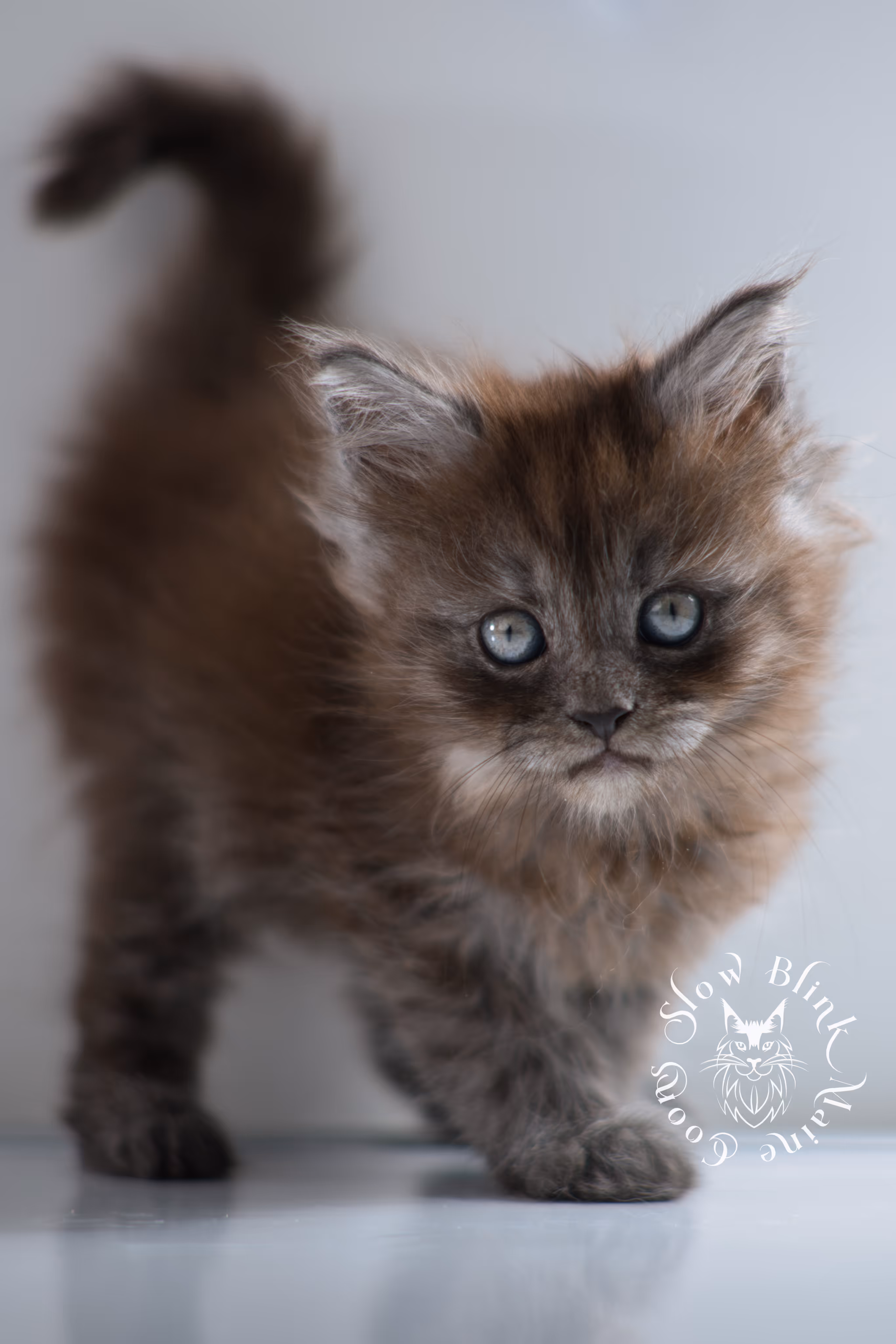 black smoke | maine coon kitten | ems code ns | female | taken nov 21 2024 | age 4 weeks Black Smoke Maine Coon Kittens > black smoke | maine coon kitten | ems code ns | female | taken nov 21 2024 | age 4 weeks | idx 08