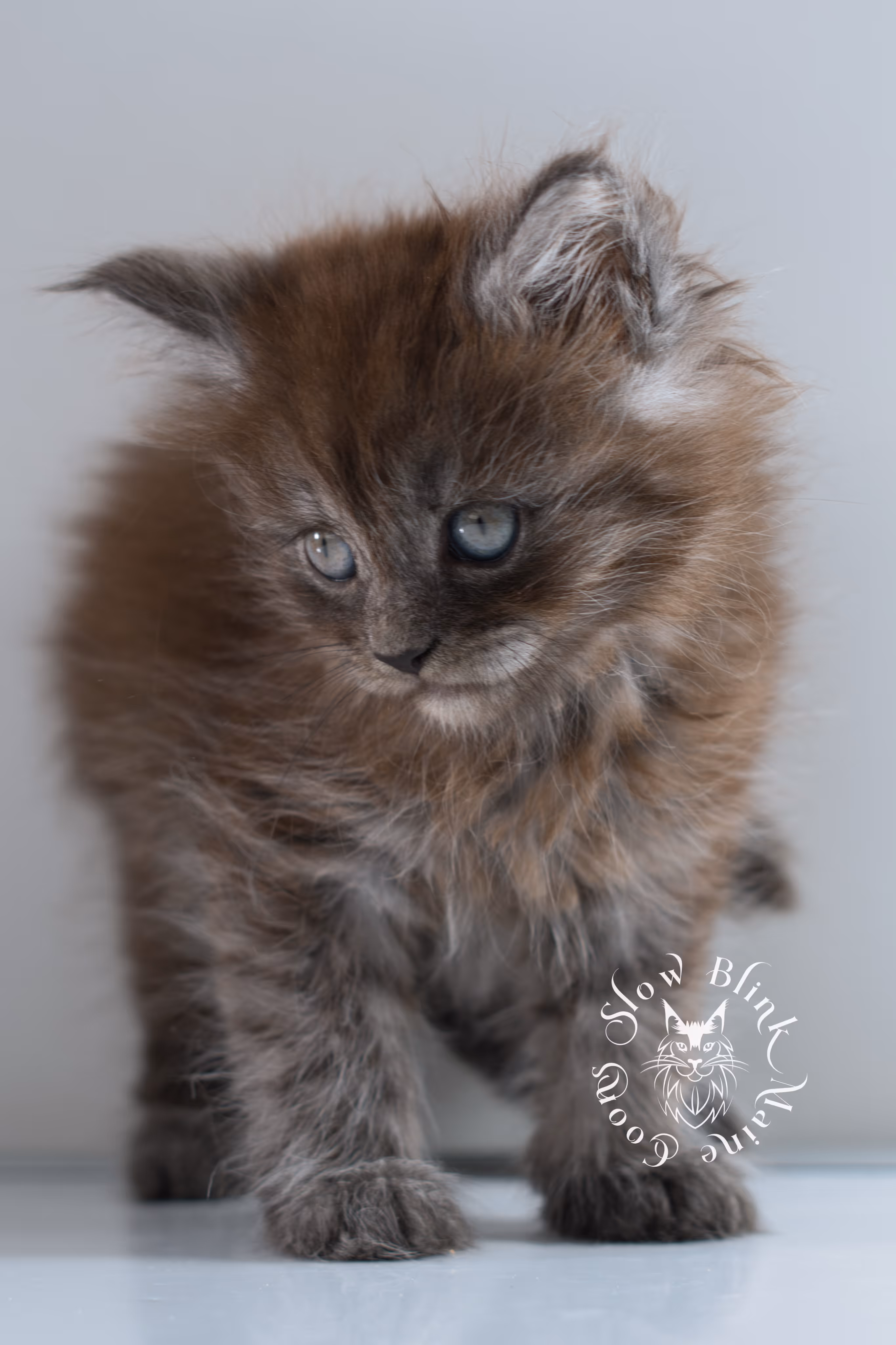 black smoke | maine coon kitten | ems code ns | female | taken nov 21 2024 | age 4 weeks Black Smoke Maine Coon Kittens > black smoke | maine coon kitten | ems code ns | female | taken nov 21 2024 | age 4 weeks | idx 09