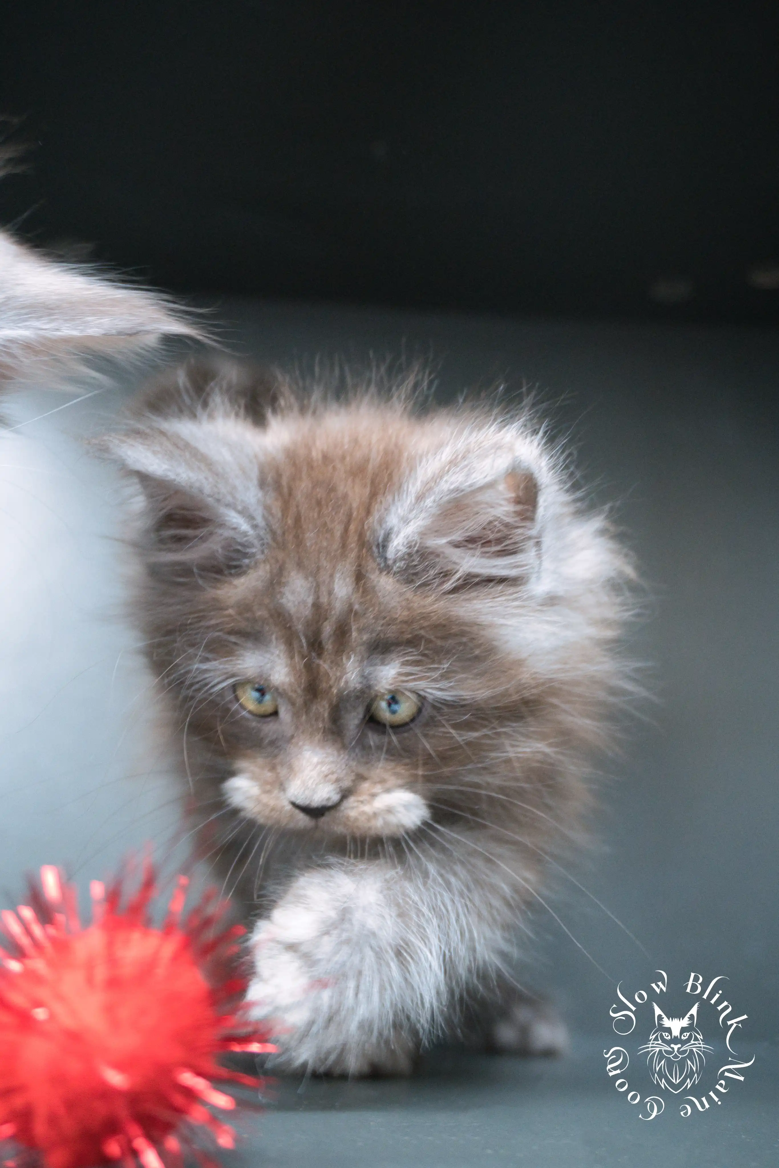 black smoke | maine coon kitten | ems code ns | slowblinkmainecoons | 01 Black Smoke Maine Coon Kittens > black smoke | maine coon kitten | ems code ns | slowblinkmainecoons | 01 | 501