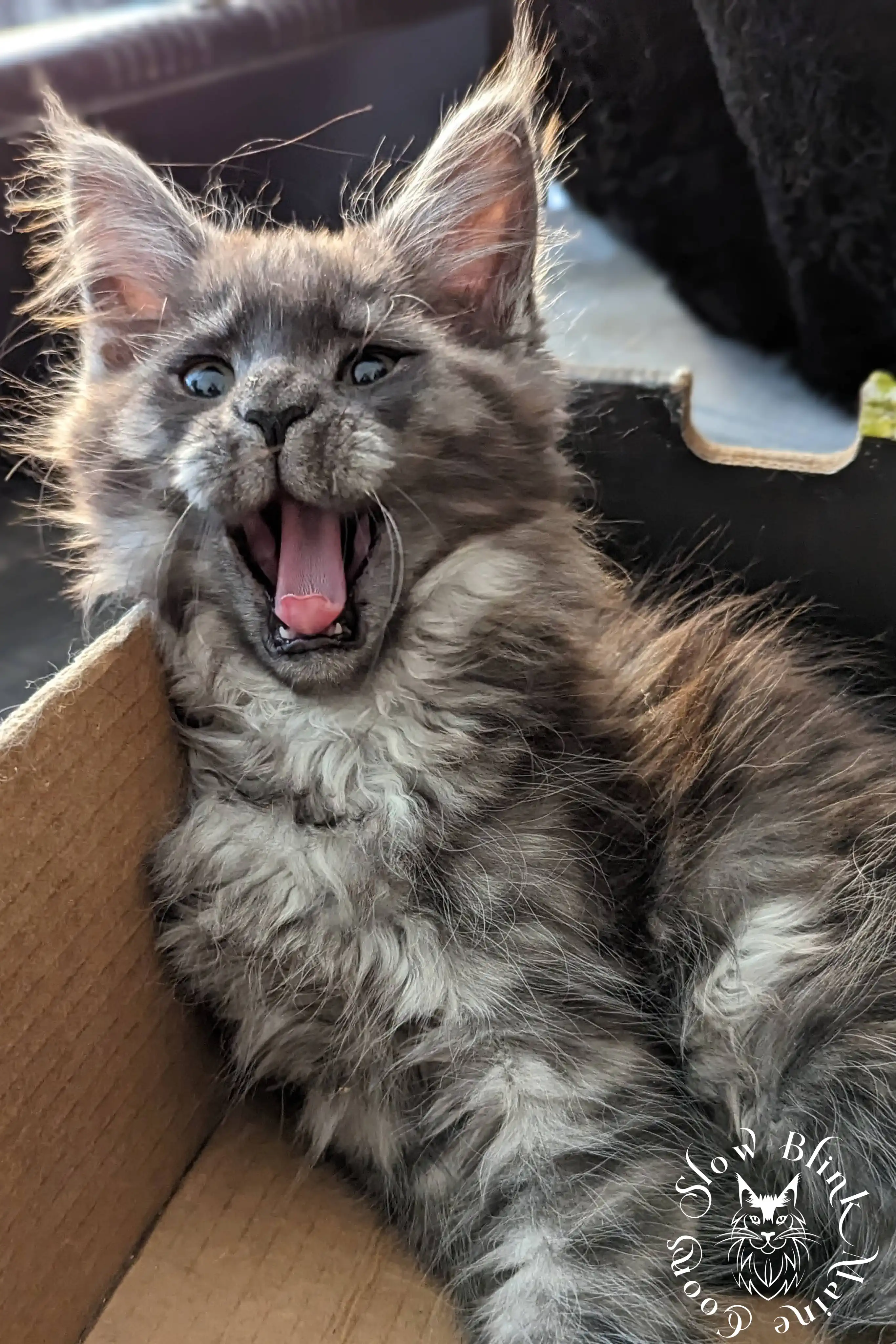 black smoke | maine coon kitten | ems code ns | slowblinkmainecoons Black Smoke Maine Coon Kittens > black smoke | maine coon kitten | ems code ns | slowblinkmainecoons | 01 1005