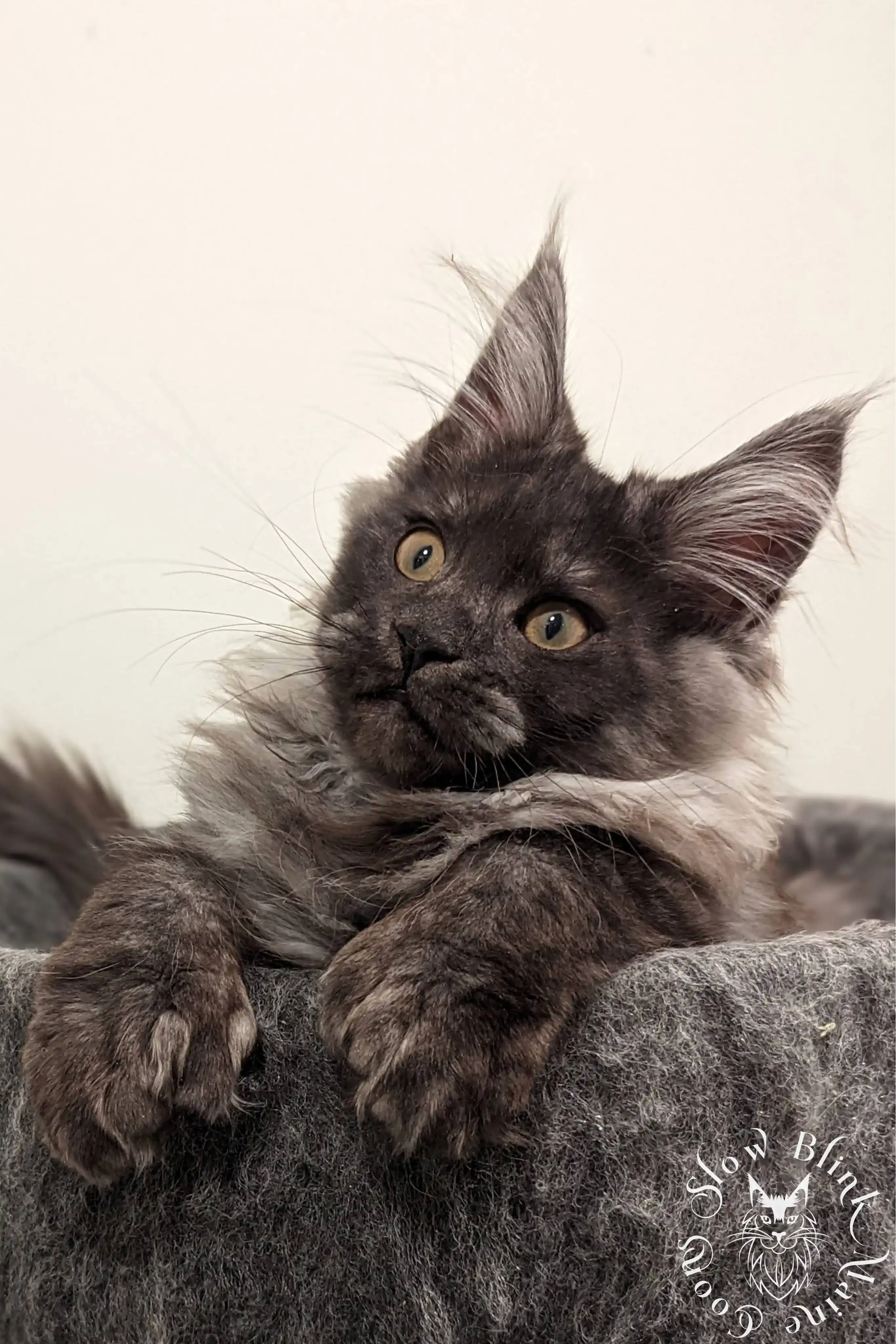 black smoke | maine coon kitten | ems code ns | slowblinkmainecoons Black Smoke Maine Coon Kittens > black smoke | maine coon kitten | ems code ns | slowblinkmainecoons | 06 1013