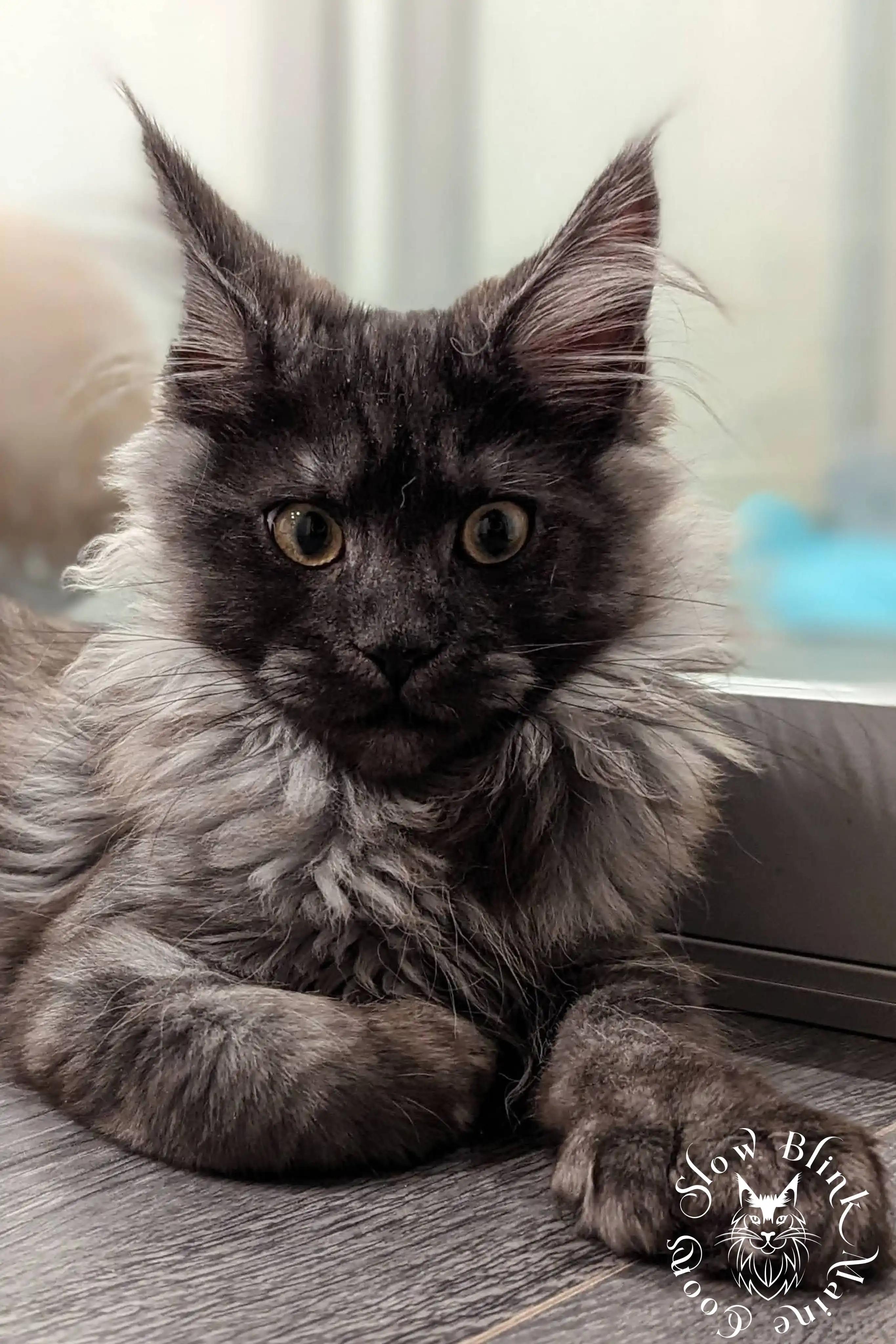 black smoke | maine coon kitten | ems code ns | slowblinkmainecoons Black Smoke Maine Coon Kittens > black smoke | maine coon kitten | ems code ns | slowblinkmainecoons | 07 1008