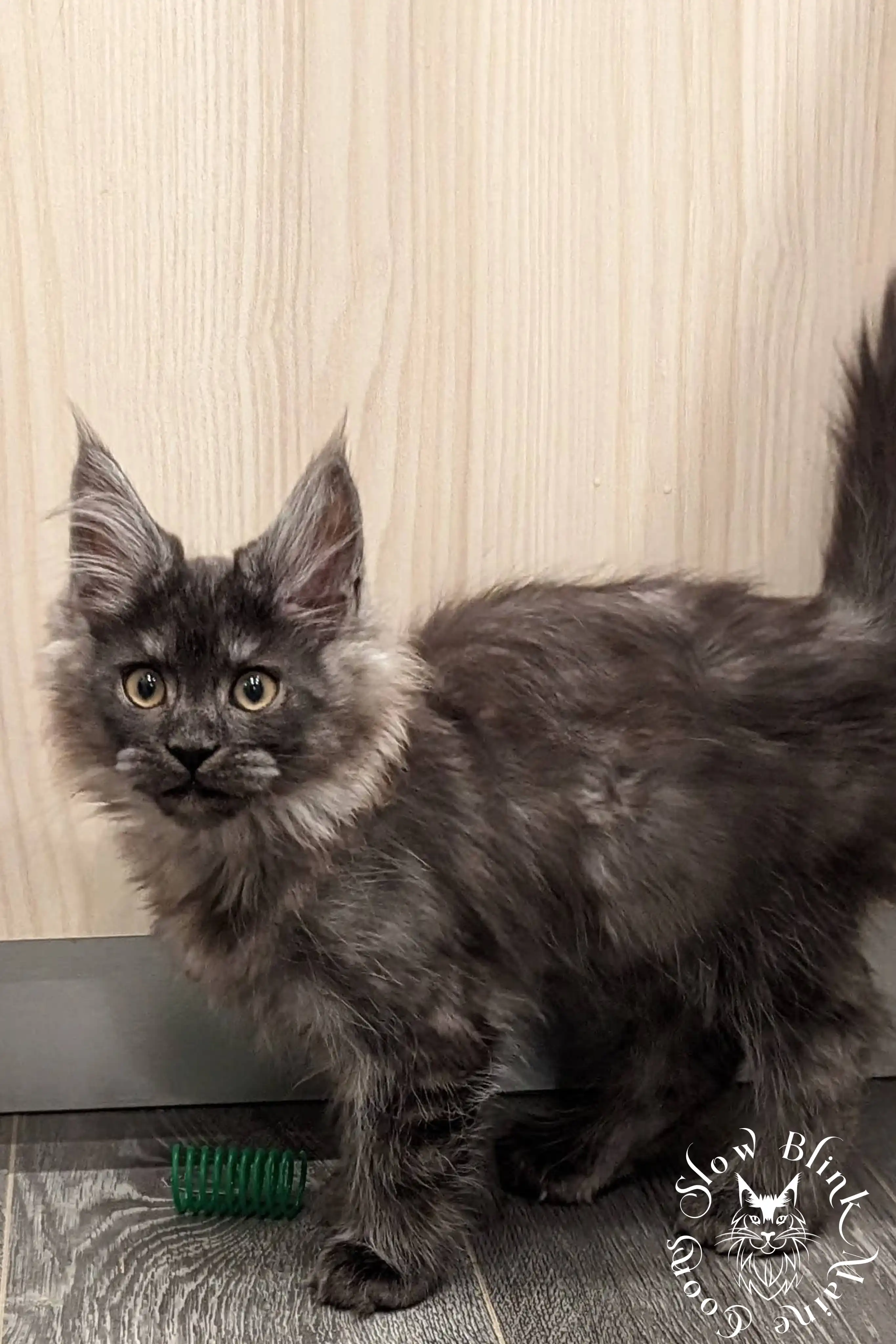 black smoke | maine coon kitten | ems code ns | slowblinkmainecoons Black Smoke Maine Coon Kittens > black smoke | maine coon kitten | ems code ns | slowblinkmainecoons | 1003
