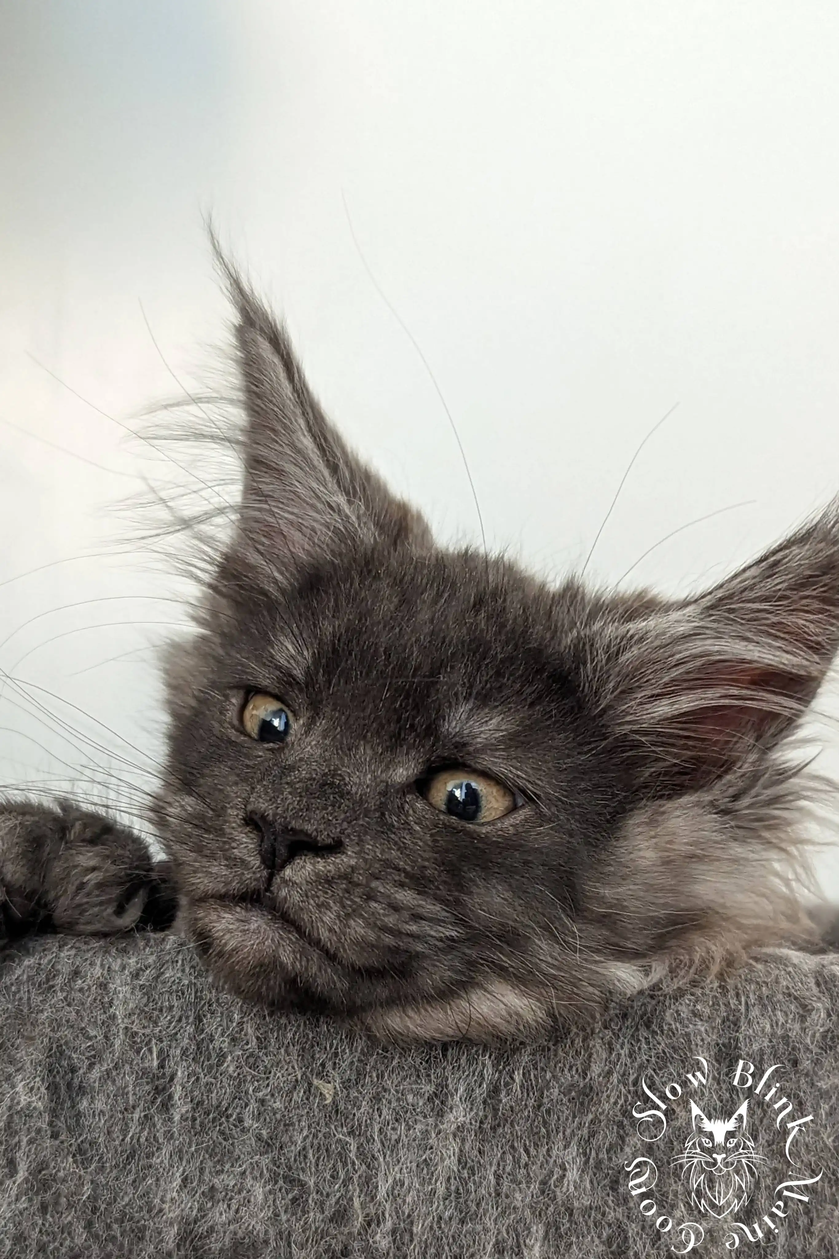 black smoke | maine coon kitten | ems code ns | slowblinkmainecoons Black Smoke Maine Coon Kittens > black smoke | maine coon kitten | ems code ns | slowblinkmainecoons | 1004