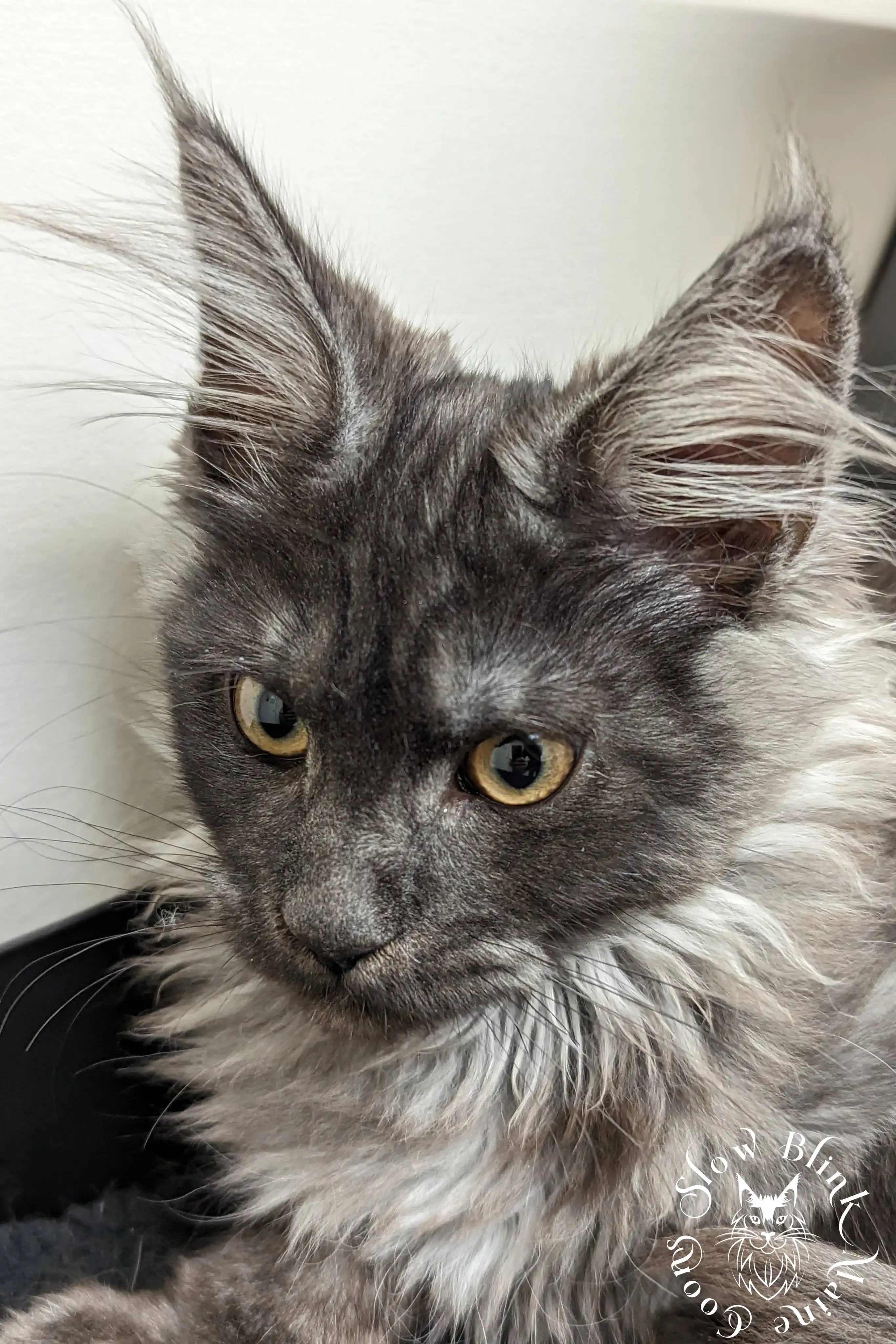 black smoke | maine coon kitten | ems code ns | slowblinkmainecoons Black Smoke Maine Coon Kittens > black smoke | maine coon kitten | ems code ns | slowblinkmainecoons | 1006